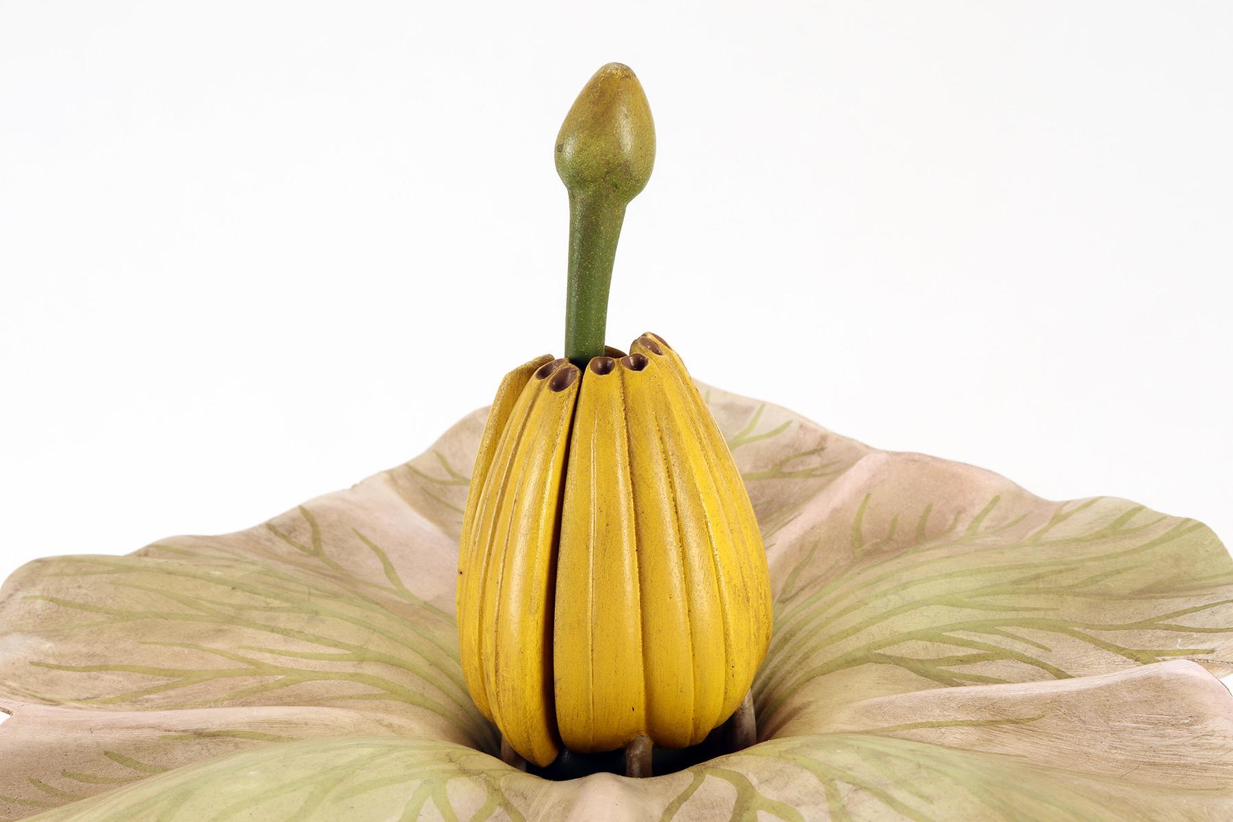 Botanic Model of Solarum Tuberosum Flower, Paravia, Italy, 1940 In Good Condition For Sale In Milan, IT