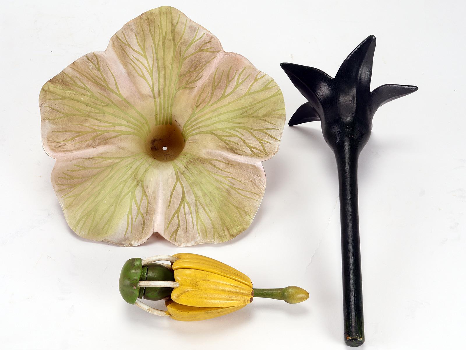 XX secolo Modello botanico di fiore di Solarum Tuberosum, Paravia Italia 1940. in vendita