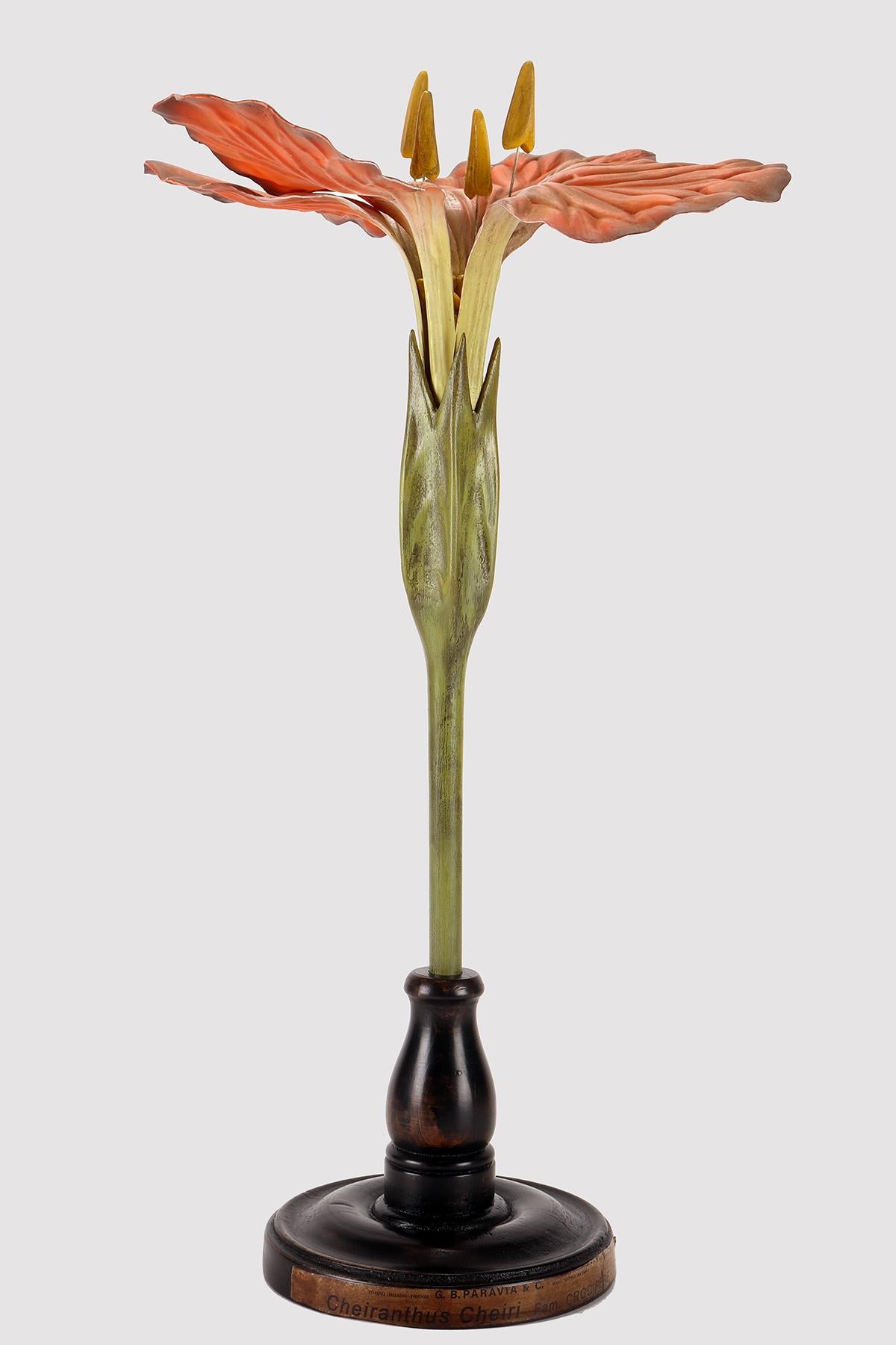 A botanical maquette for didactic use, depicting a flower of orange Wallflower, Cheirantus Cheiris, Cruciferous. Made of metal, paper, plaster, galalith and wood. Extremely detailed. Paravia, Milan, Italy circa 1940.