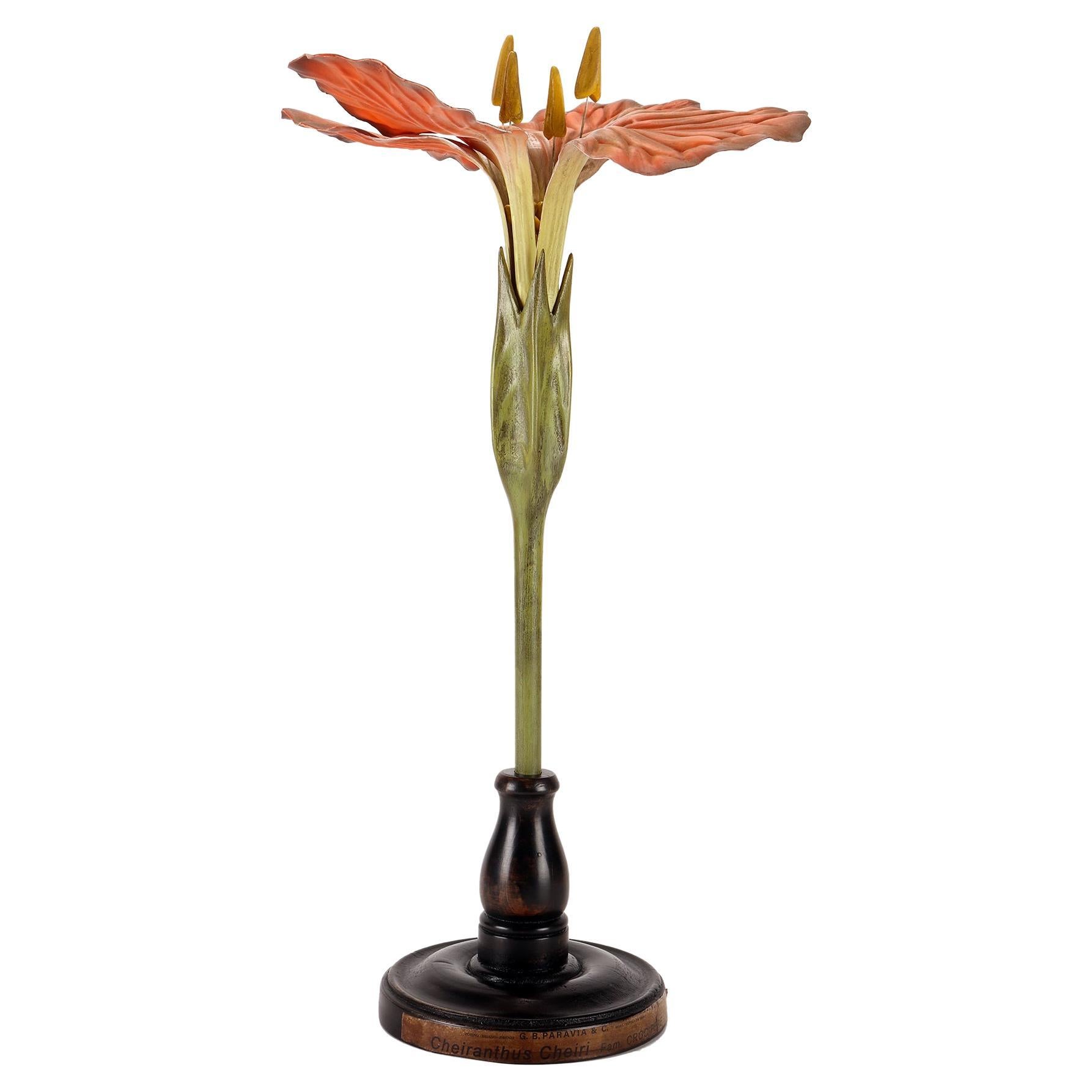 Botanic Model of Wallflower, Paravia Italy, 1940 For Sale