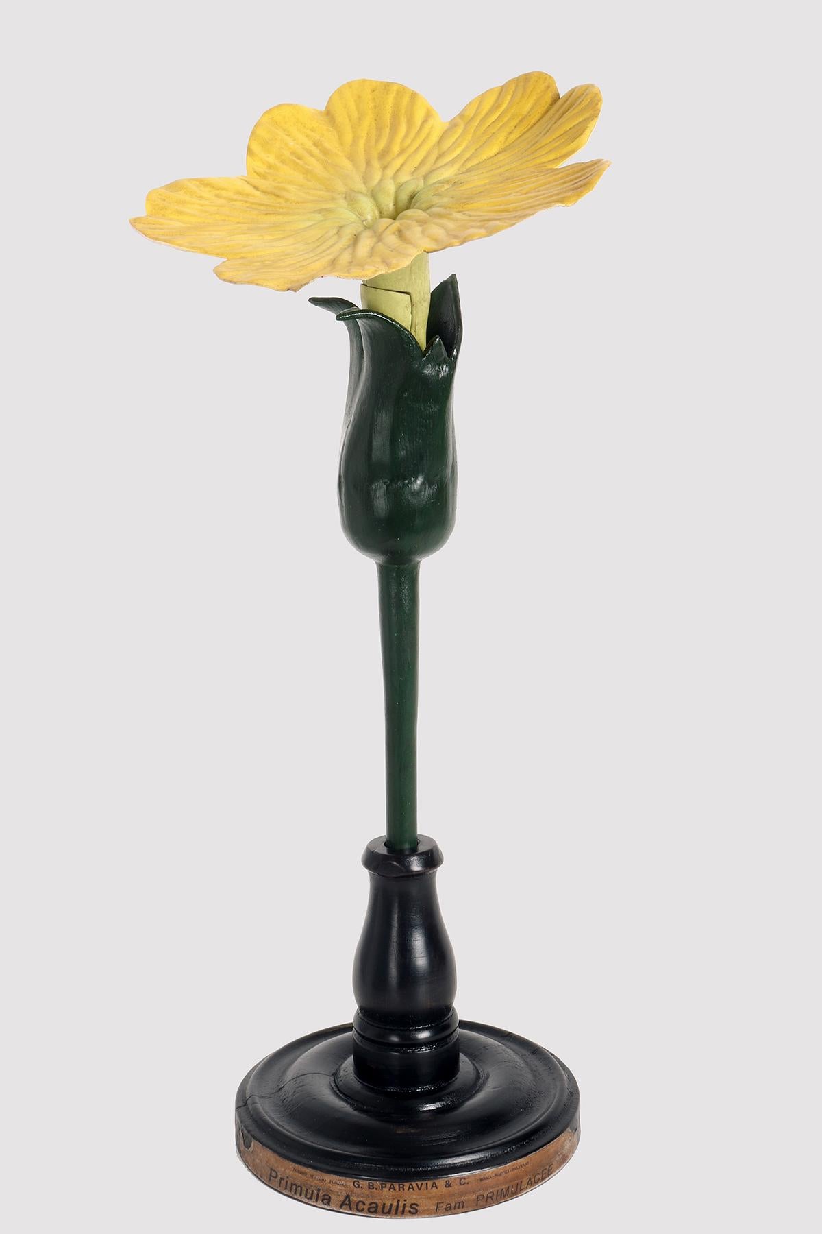 Maquette botanique à usage didactique, représentant une fleur de primevère, Acaulis, Primulaceae. Réalisé en métal, papier, plâtre, galalithe et bois. Extrêmement détaillé. Paravia, Milan, Italie, vers 1940.