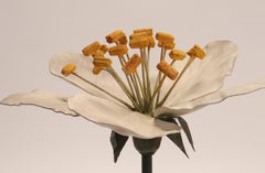 Botanic Scientific Specimen, Italy, 1900