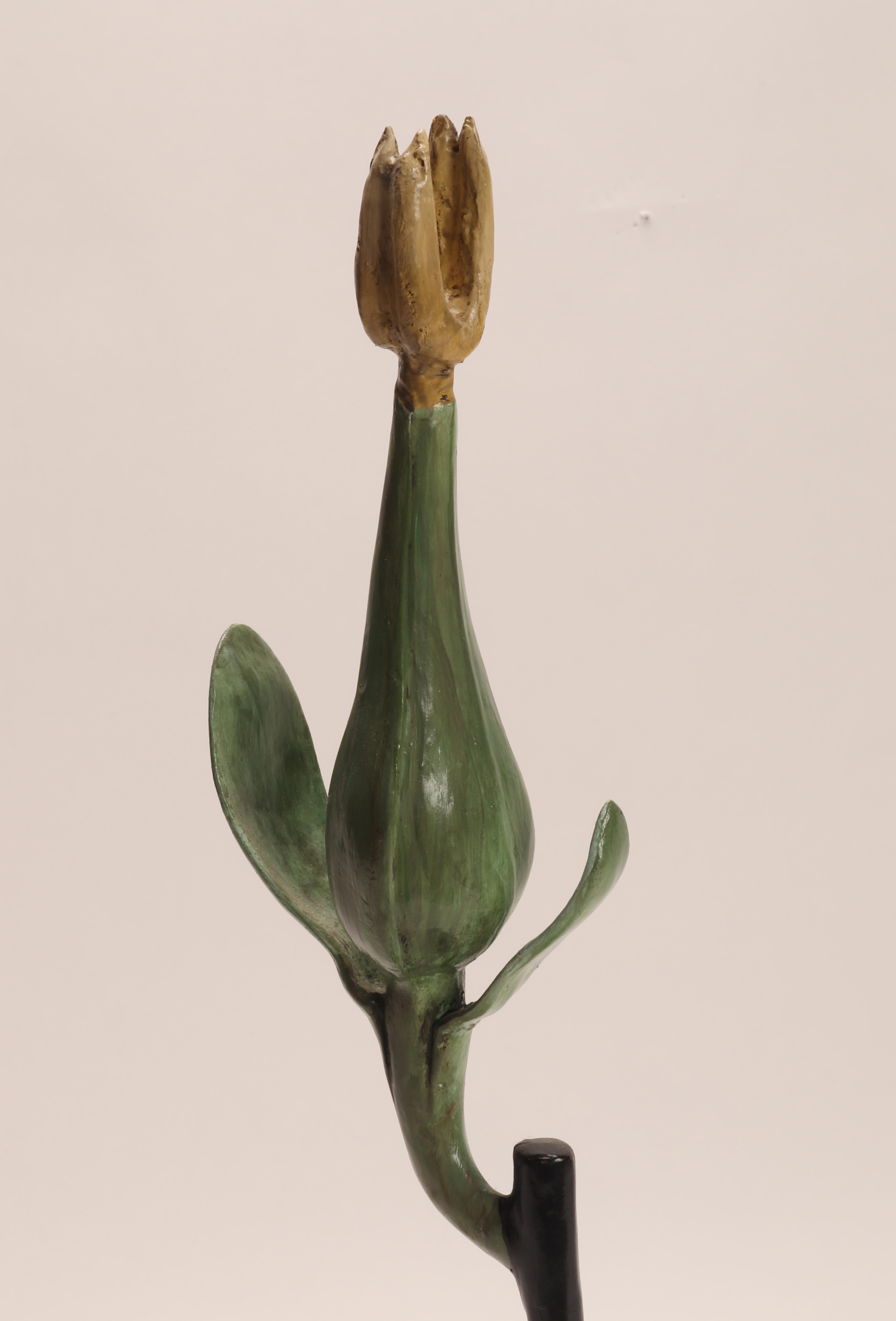 Botanic Scientific Specimen, Italy 1900 In Excellent Condition In Milan, IT