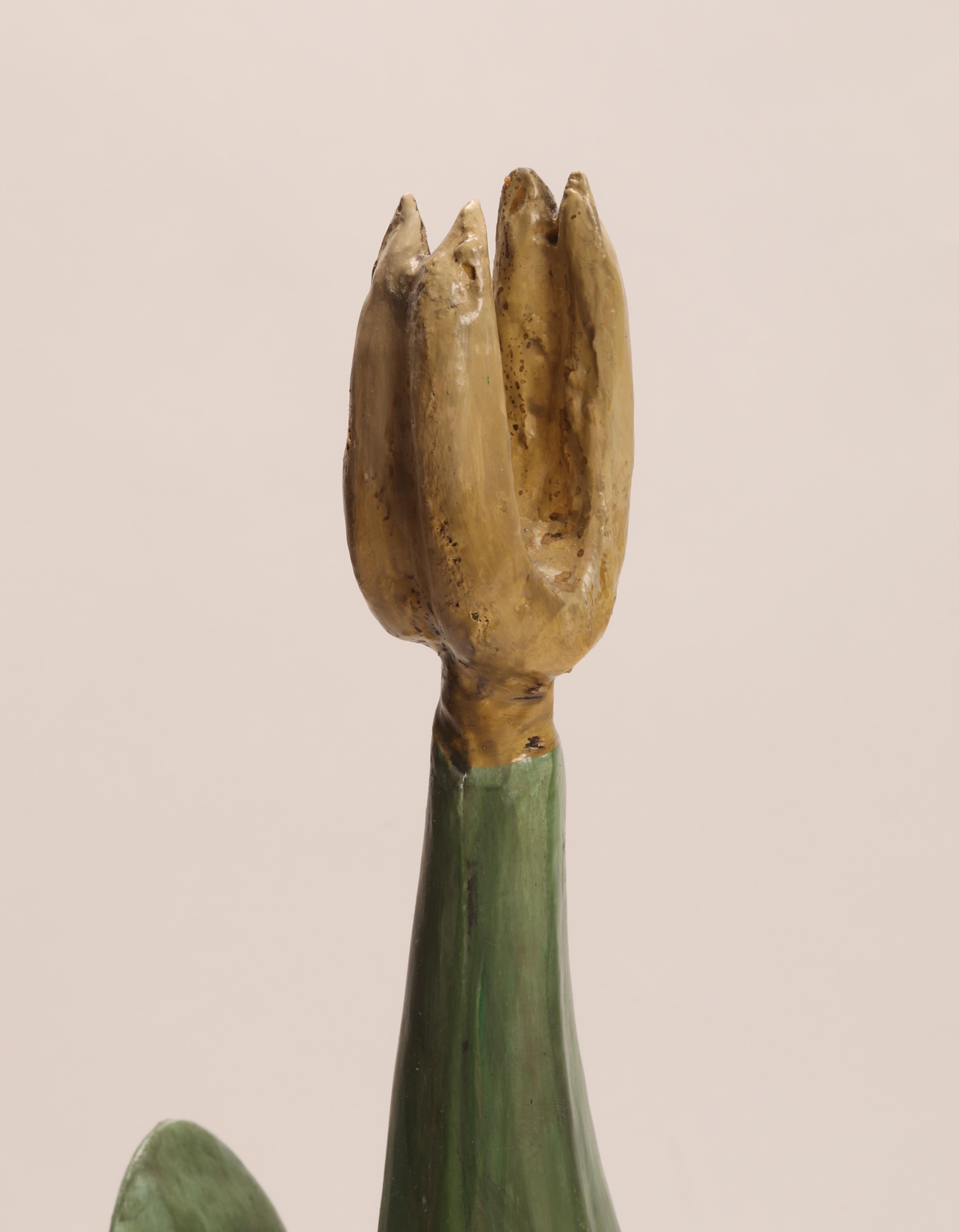 20th Century Botanic Scientific Specimen, Italy 1900