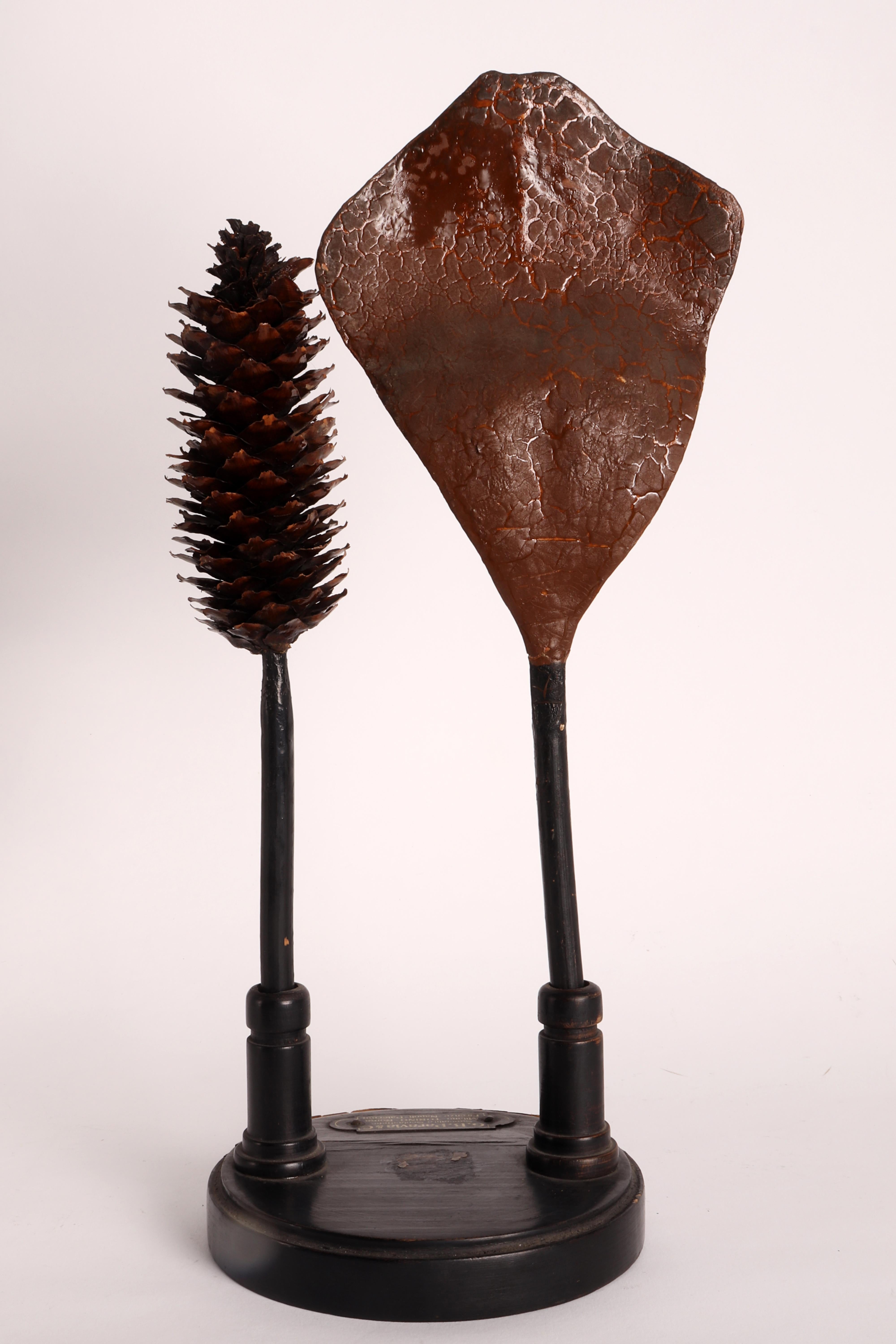 Rare exemple de maquette botanique à usage didactique du professeur T. Ferraris, représentant un strobilus (naturel) et une écaille avec des ovules (environ 12 fois agrandis) de l'épicéa (Picea excelsa Lk), une famille de conifères. Fait de papier