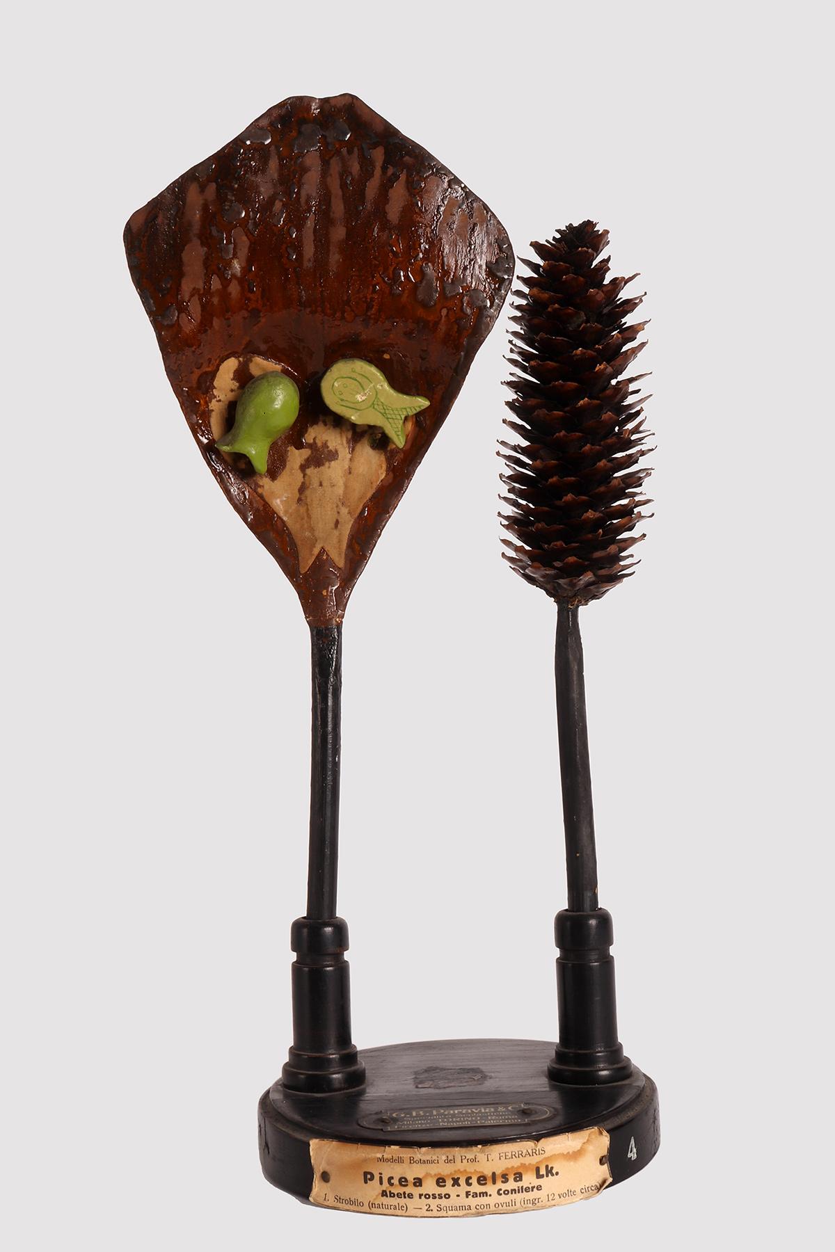A rare example of a botanical maquette for didactic use by Professor T. Ferraris, depicting a (natural) strobilus and a scale with ovules (about 12 times enlarged) of Spruce (Picea excelsa Lk), a family of conifers. Made of paper mache, and hand