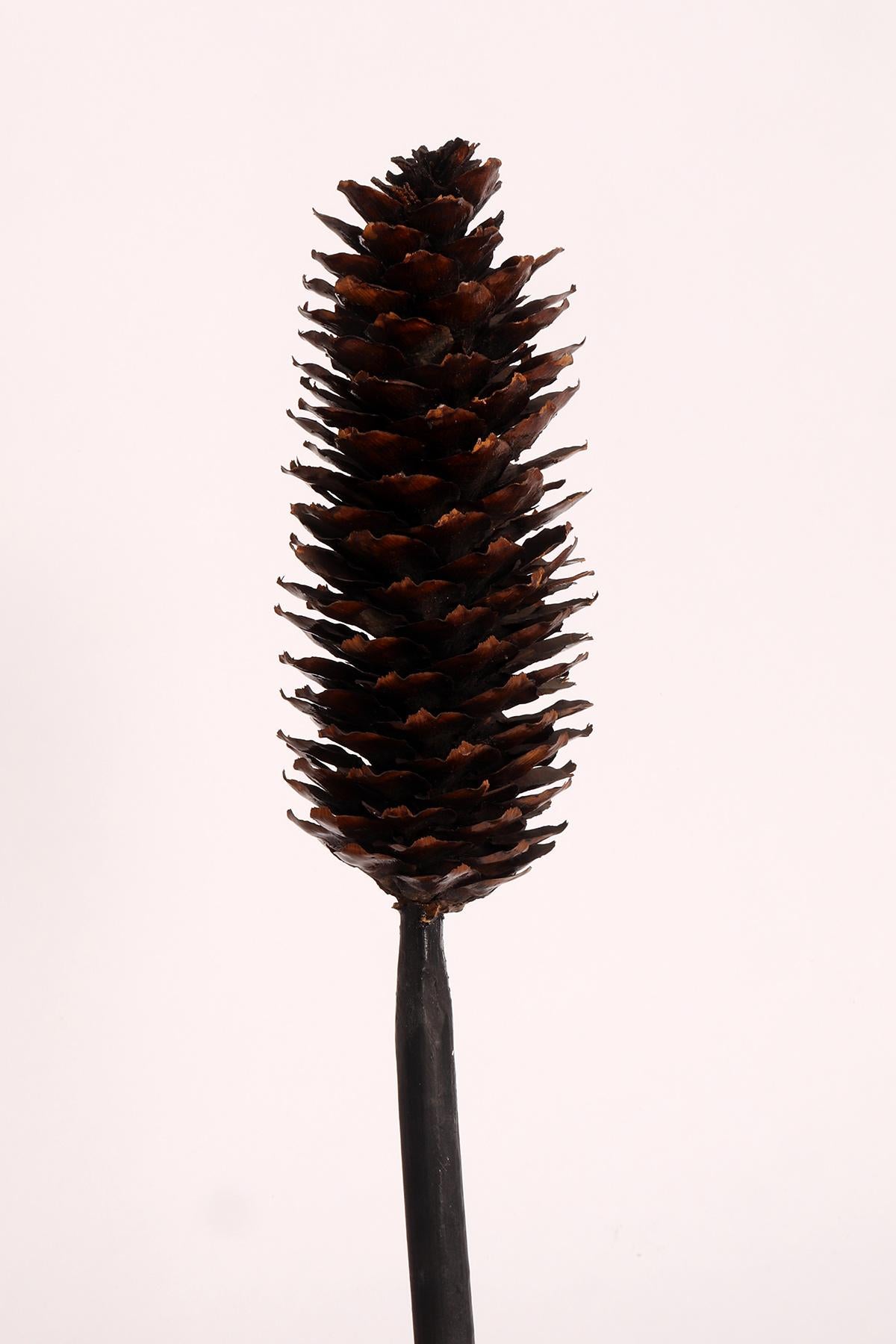 20th Century A botanic scientific specimen of Spruce, Paravia & co, Milan, Italy 1900. For Sale