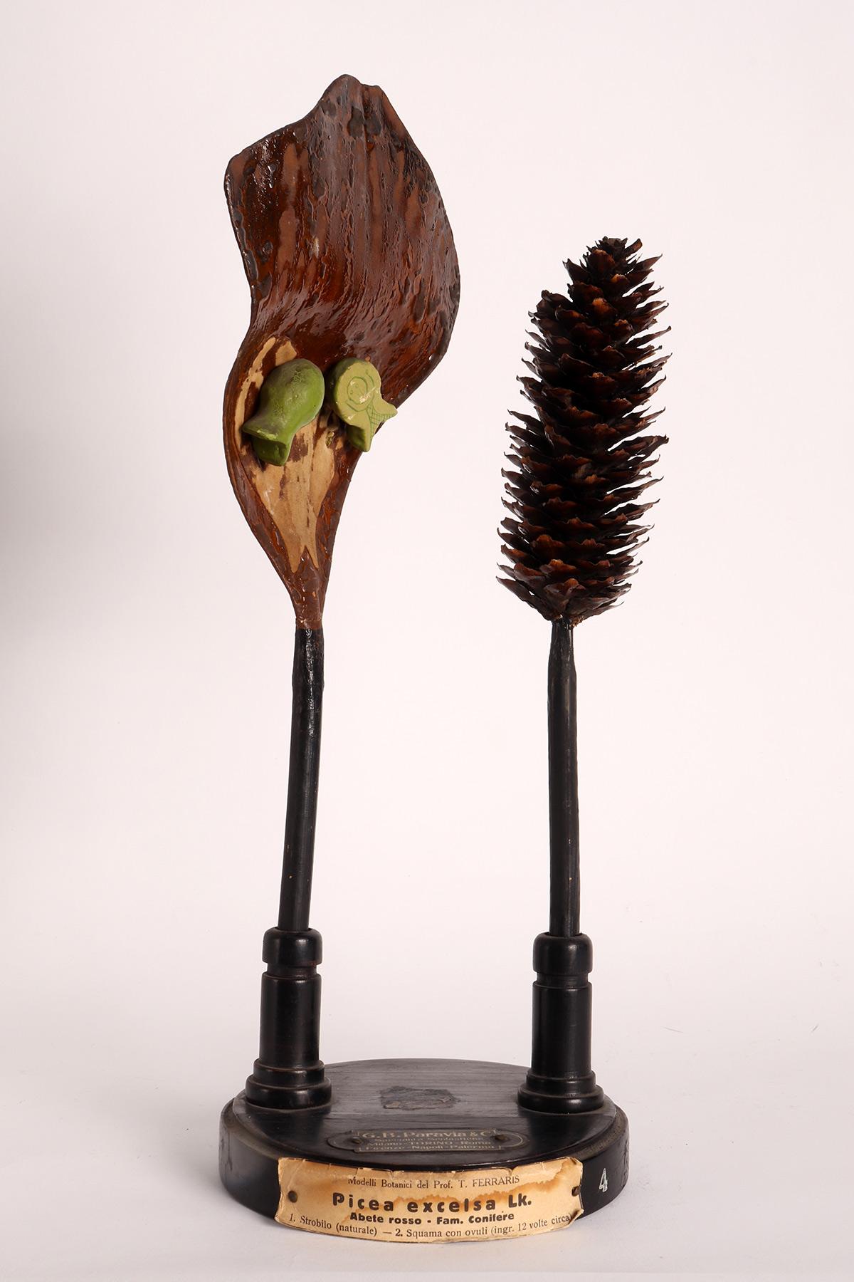A botanic scientific specimen of Spruce, Paravia & co, Milan, Italy 1900. For Sale 2