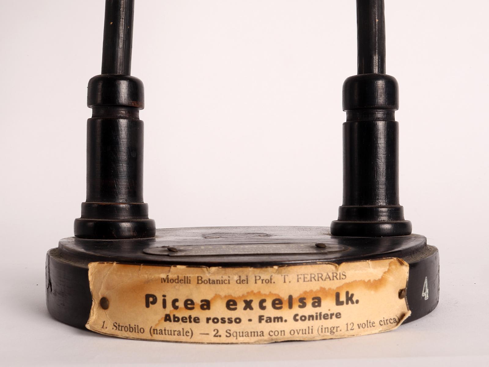 A botanic scientific specimen of Spruce, Paravia & co, Milan, Italy 1900. For Sale 3