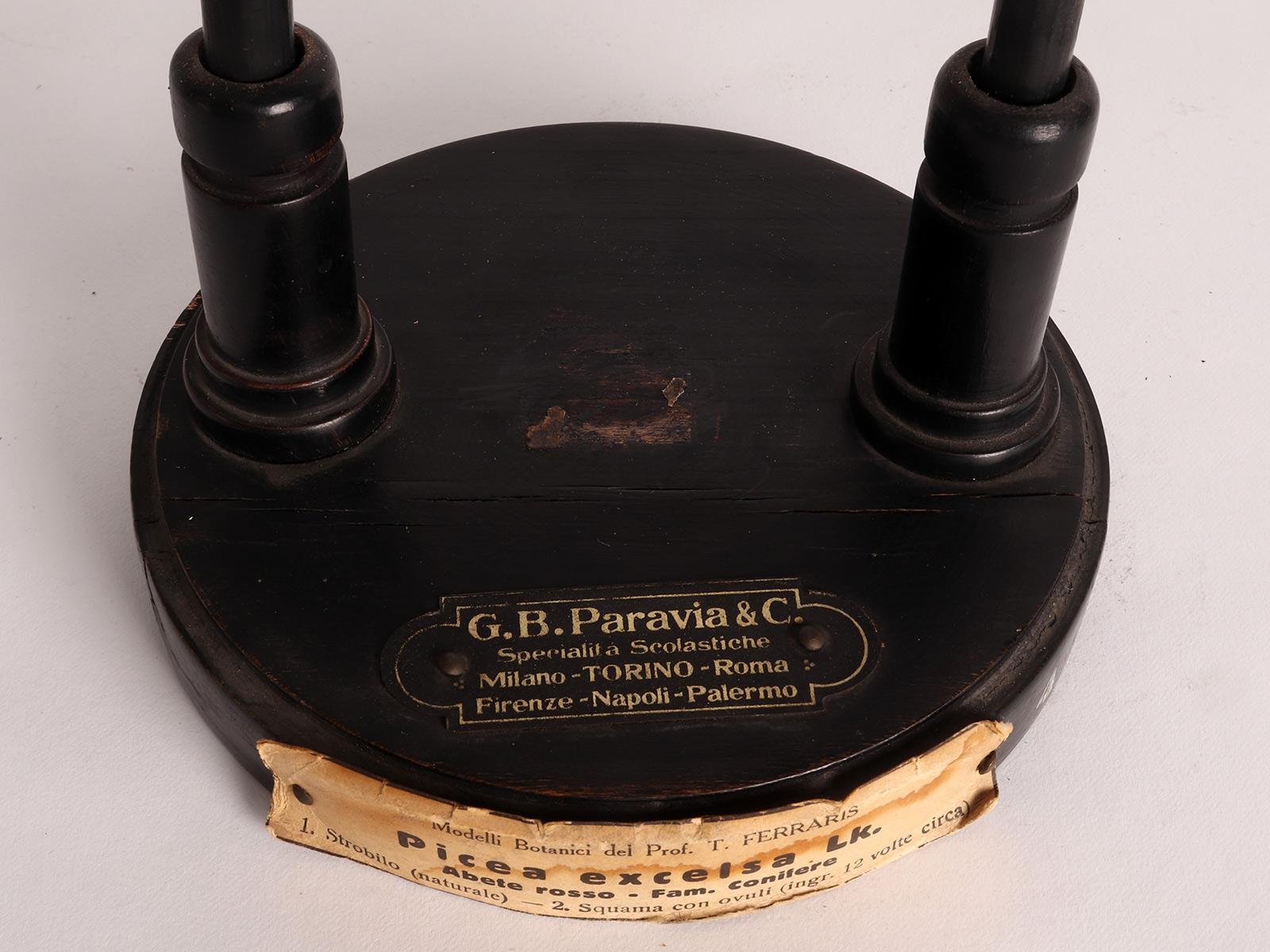 A botanic scientific specimen of Spruce, Paravia & co, Milan, Italy 1900. For Sale 4