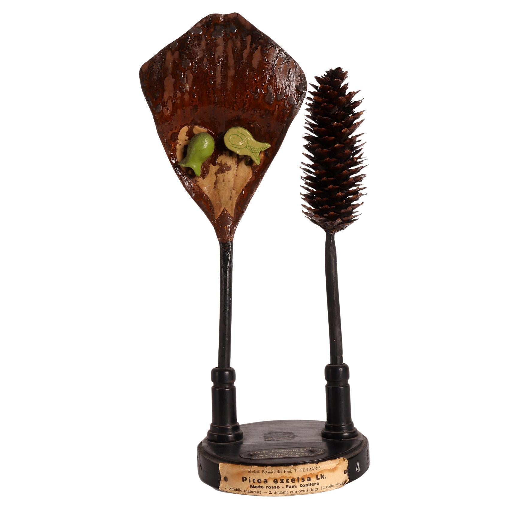 A botanic scientific specimen of Spruce, Paravia & co, Milan, Italy 1900.