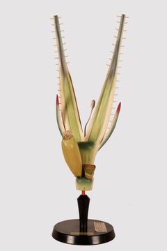 A botanical model depicting a Spikelet of rye, Osterloh modell, Germany 1930.