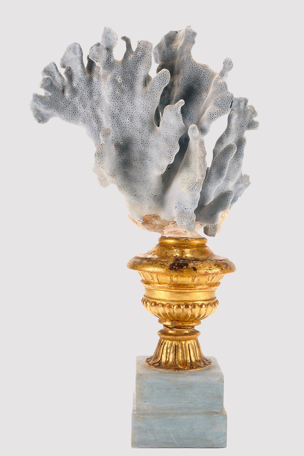 Ein Exemplar aus der Wuderkammer: ein Branch der Blauen Madrepora (Heliopora Coerulea). Das Exemplar ist auf einem vasenförmigen Holzsockel montiert, der teilweise vergoldet und teilweise hellblau bemalt ist. Italien um 1880. (VERSAND NUR IN DIE EU)