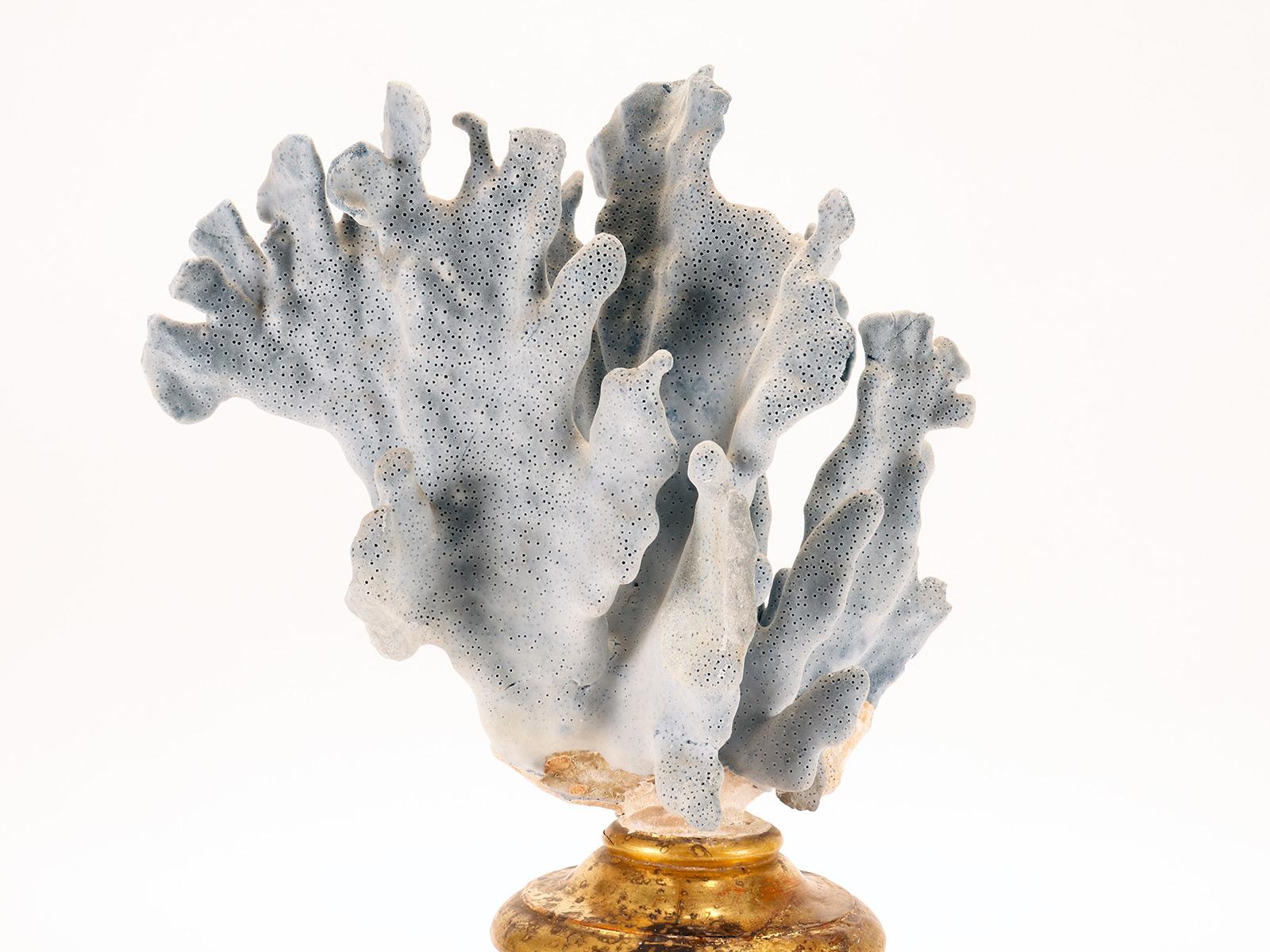 Wood A branch of a light blue mother of pores, Italy 1880. For Sale