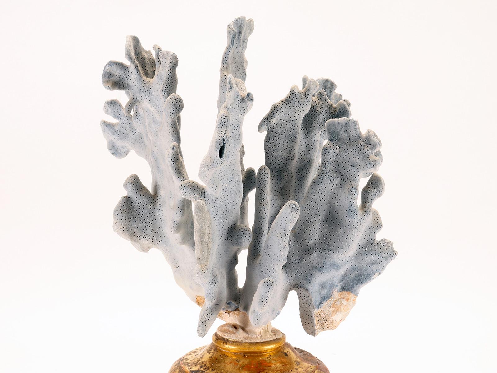 Ein Zweig einer hellblauen Porenmutter, Italien 1880. im Angebot 1