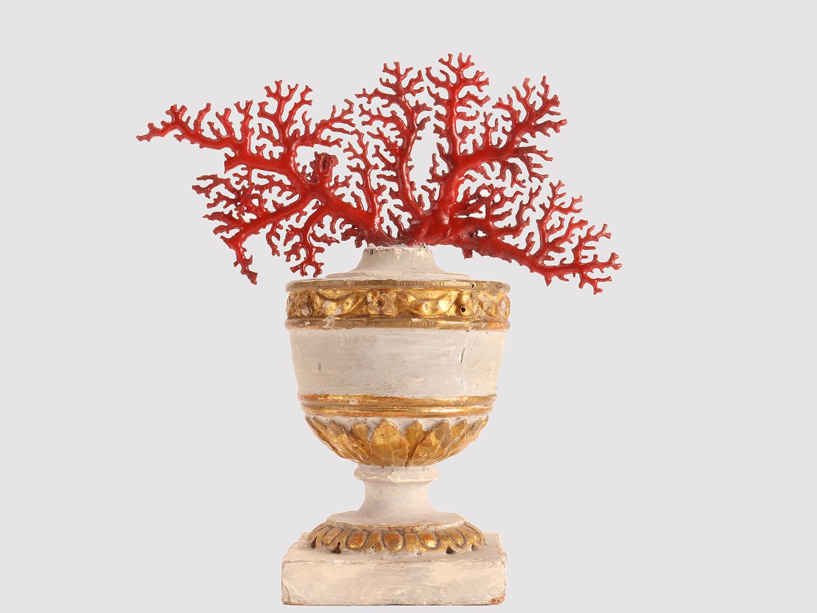 Ein Exemplar der Naturalien aus der Wunderkammer. Ein Branch aus japanischer roter Koralle (Coralium Japonicum), montiert auf einem Holzsockel, hält eine Palme in Form einer weiß lackierten Vase mit quadratischem Sockel und goldenen Teilen. Italien