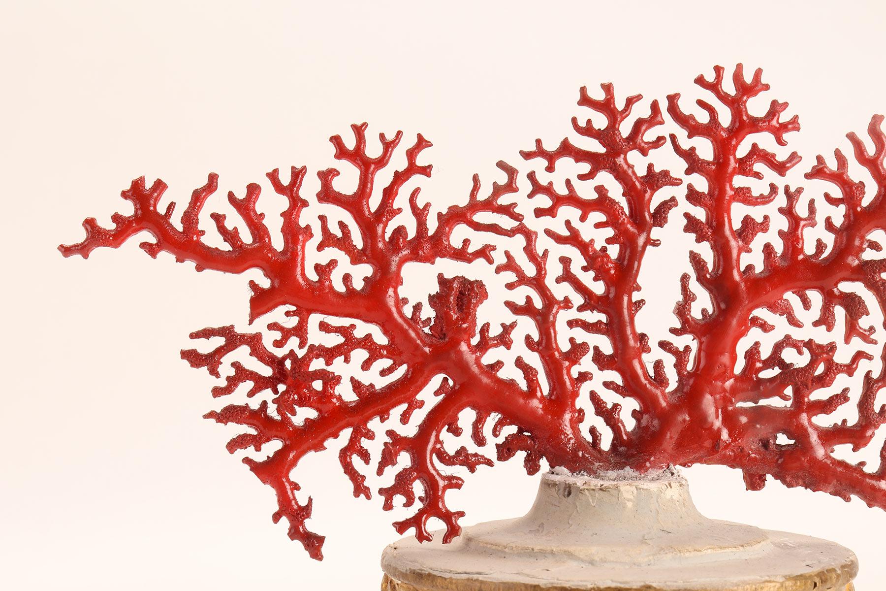 Ein Branch der japanischen roten Koralle (Coralium Japonicum), Italien 1880. im Angebot 2