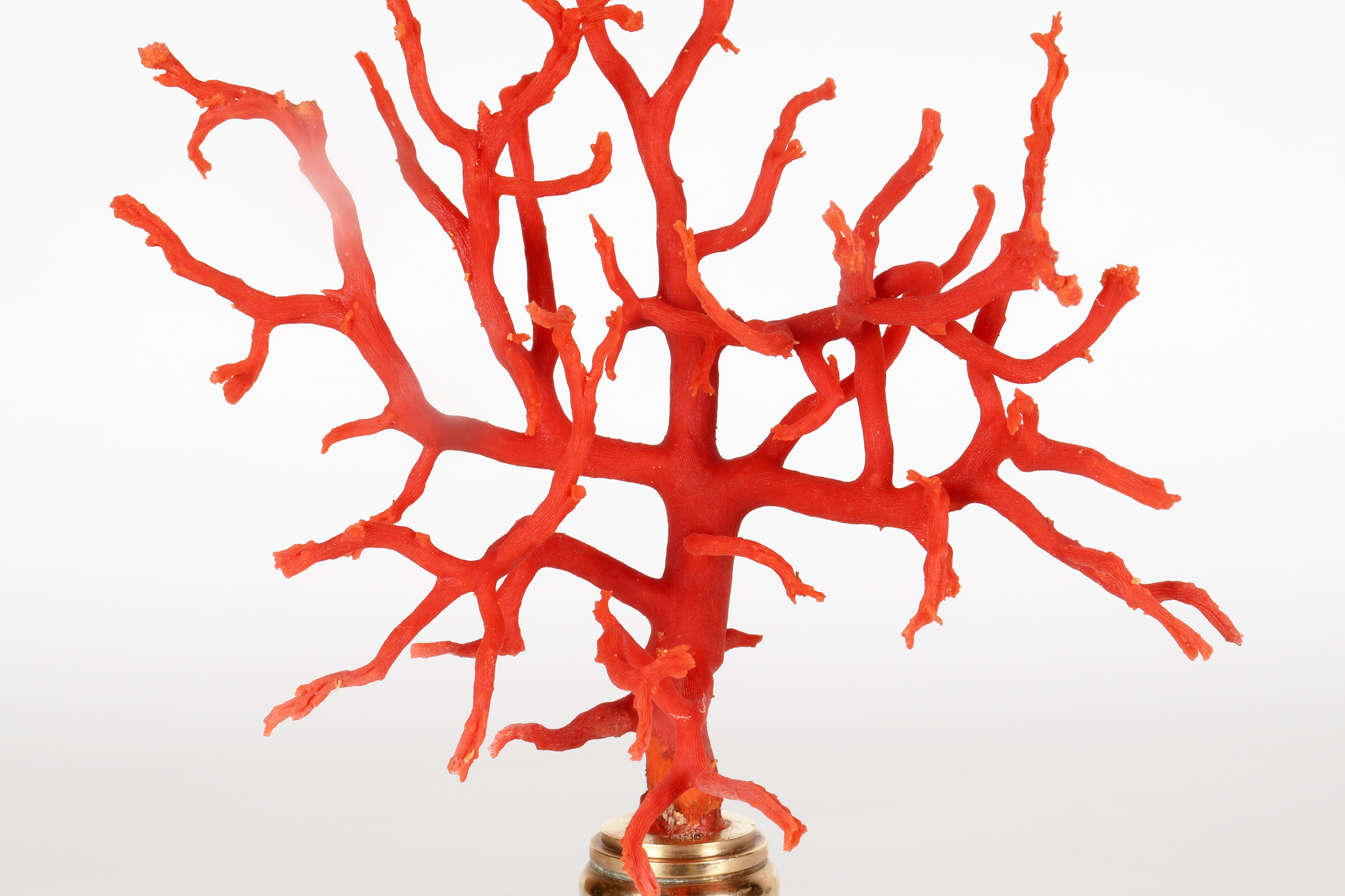 A branch of Mediterranean red coral on a lapis lazuli base, Italy 1880s. For Sale 5