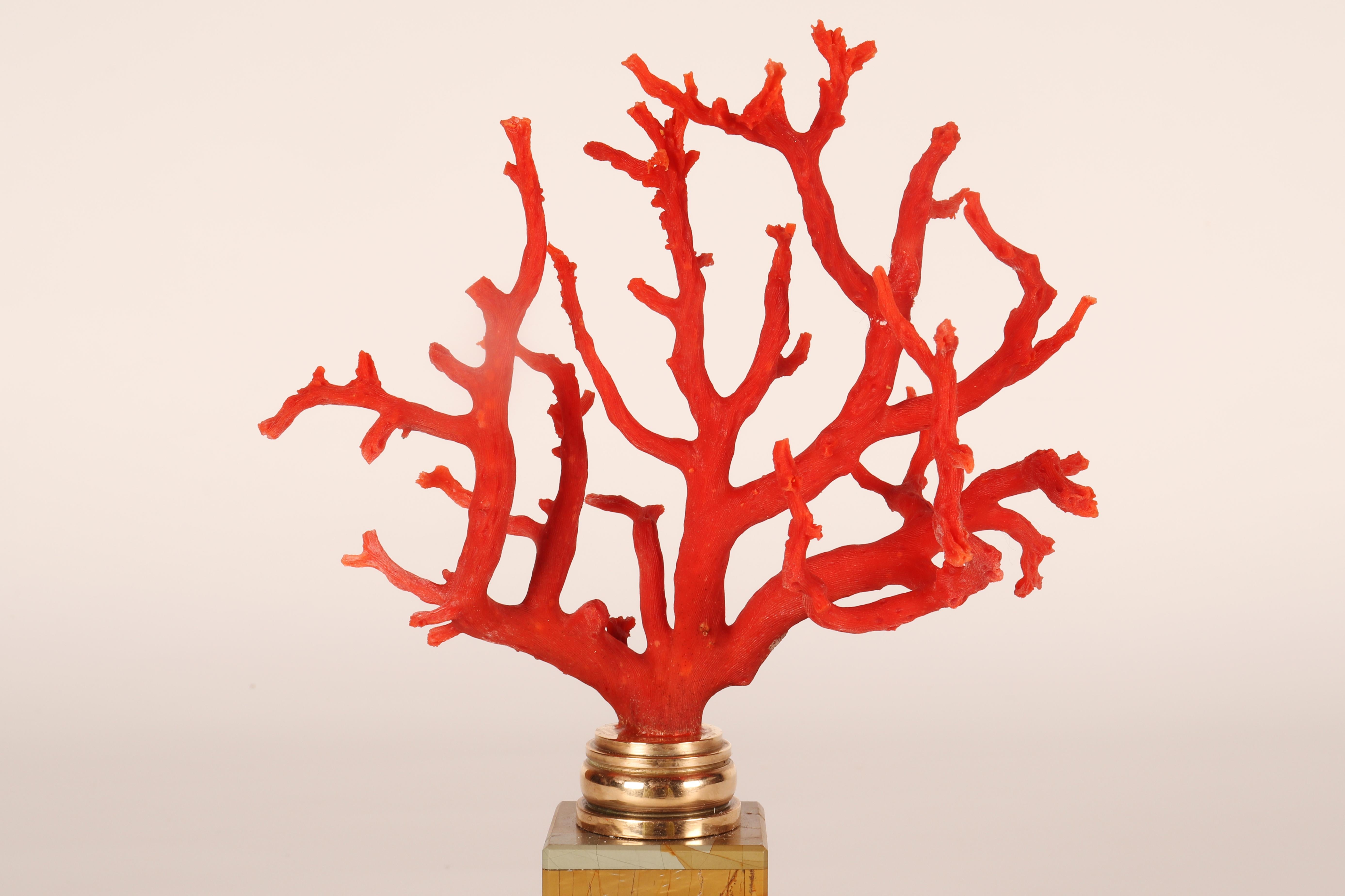 Ein Ast aus roter Mittelmeerkoralle auf einem Sockel aus Paesina-Stein, Italien, 1880er Jahre. im Angebot 1