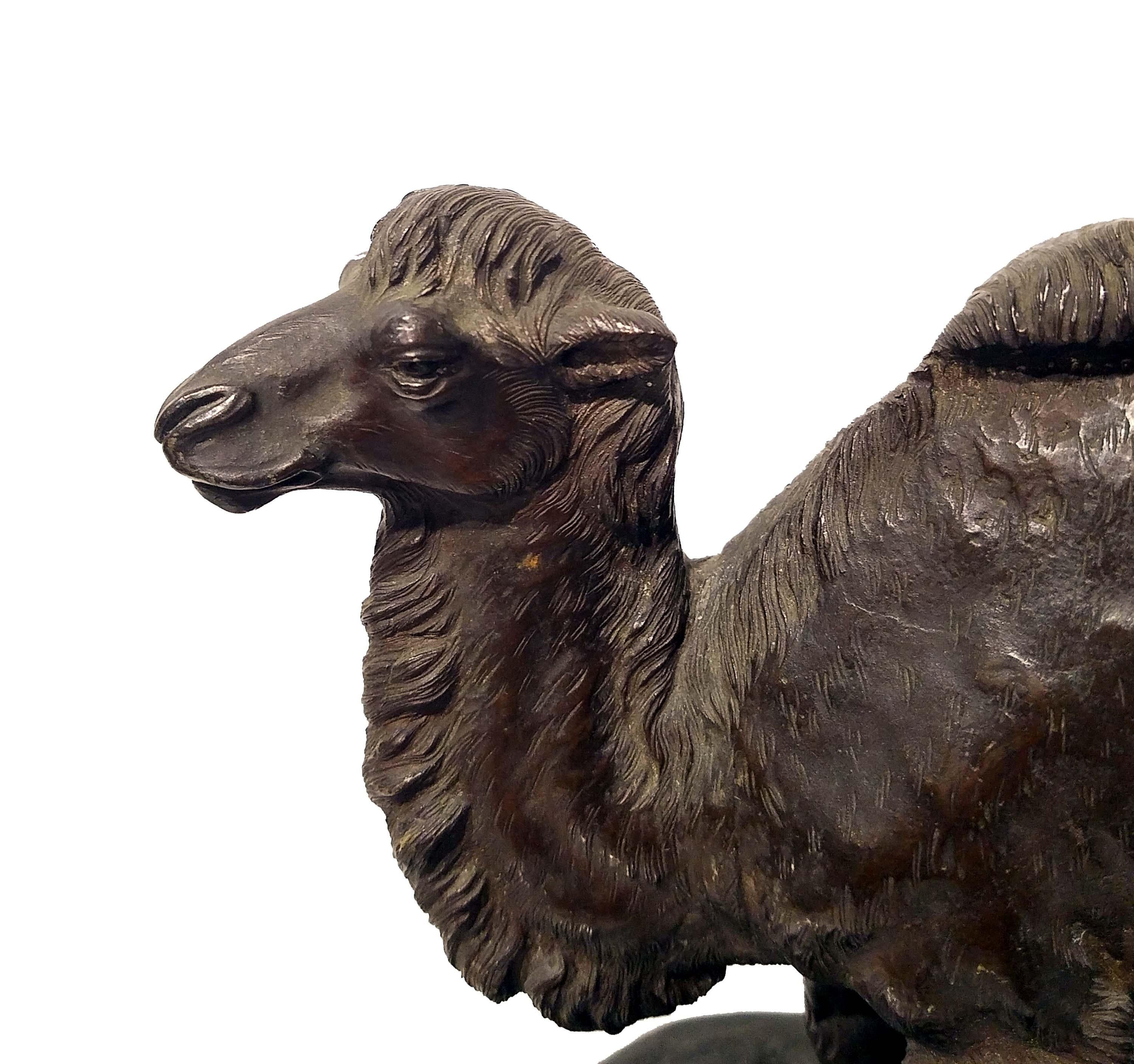 A Japanese bronze model of a camel, signed Watanabe, 19th century the twin humped beast modelled standing, head slightly to one side, with naturalistic detailing including long shaggy hair to the top of its head and long S-shaped neck, signed on