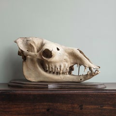Camel Skull on Mahogany Mount