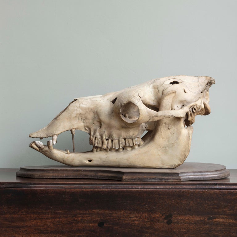 Camel Skull on Mahogany Mount at 1stDibs