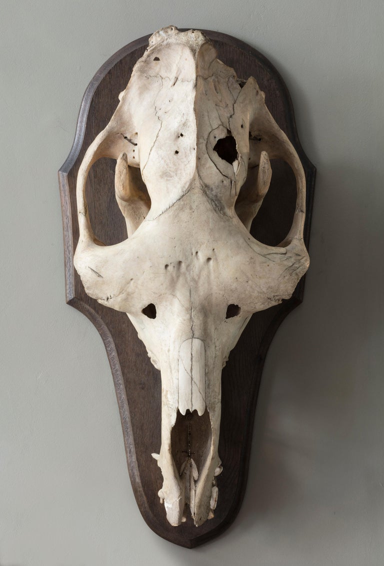Camel Skull on Mahogany Mount at 1stDibs