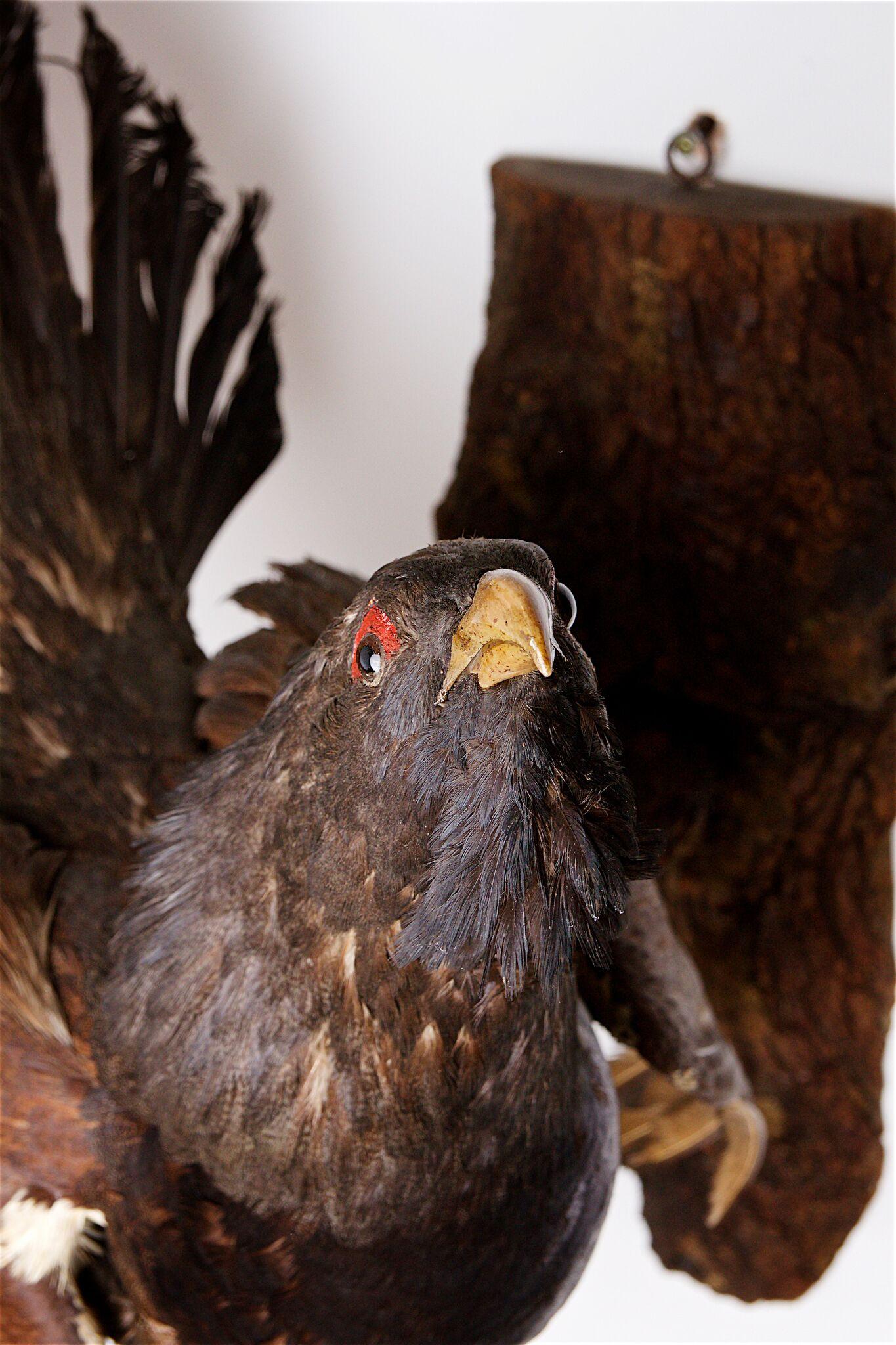Scottish Capercaillie, Open Mouthed, Perched Upon a Branch
