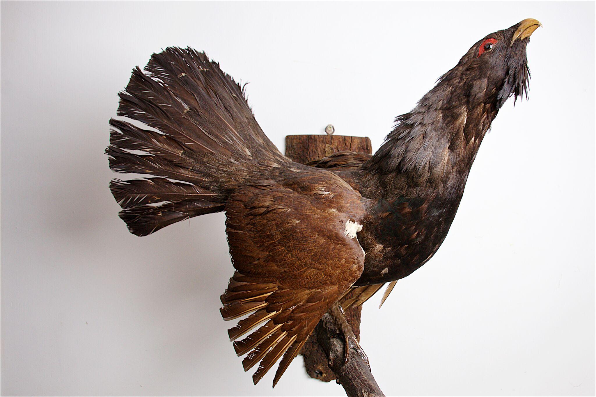 20th Century Capercaillie, Open Mouthed, Perched Upon a Branch