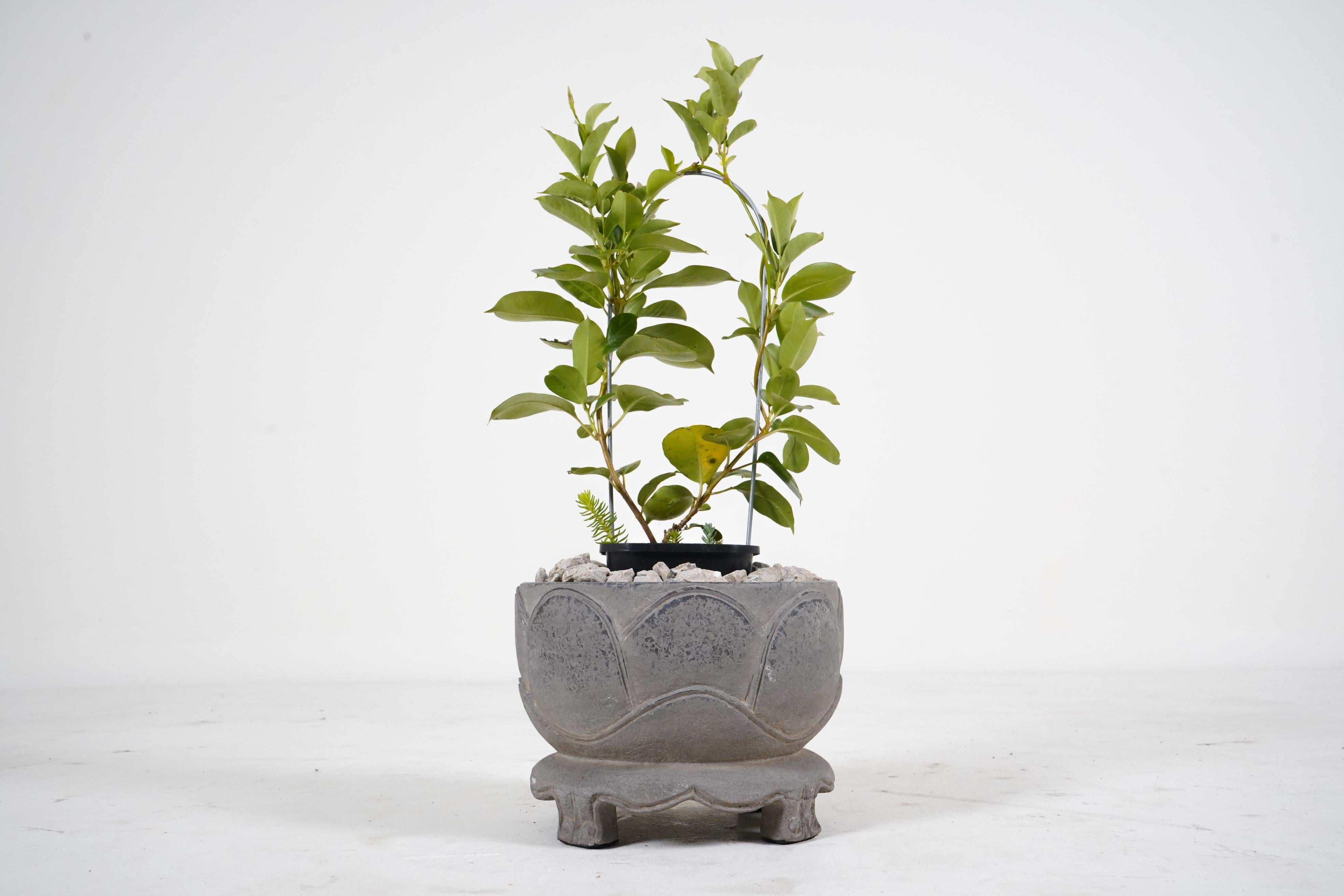 Contemporary A Carved limestone Lotus Flower Pot
