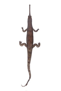 A charming Taxidermy Gharial (Gavialis Gangeticus)