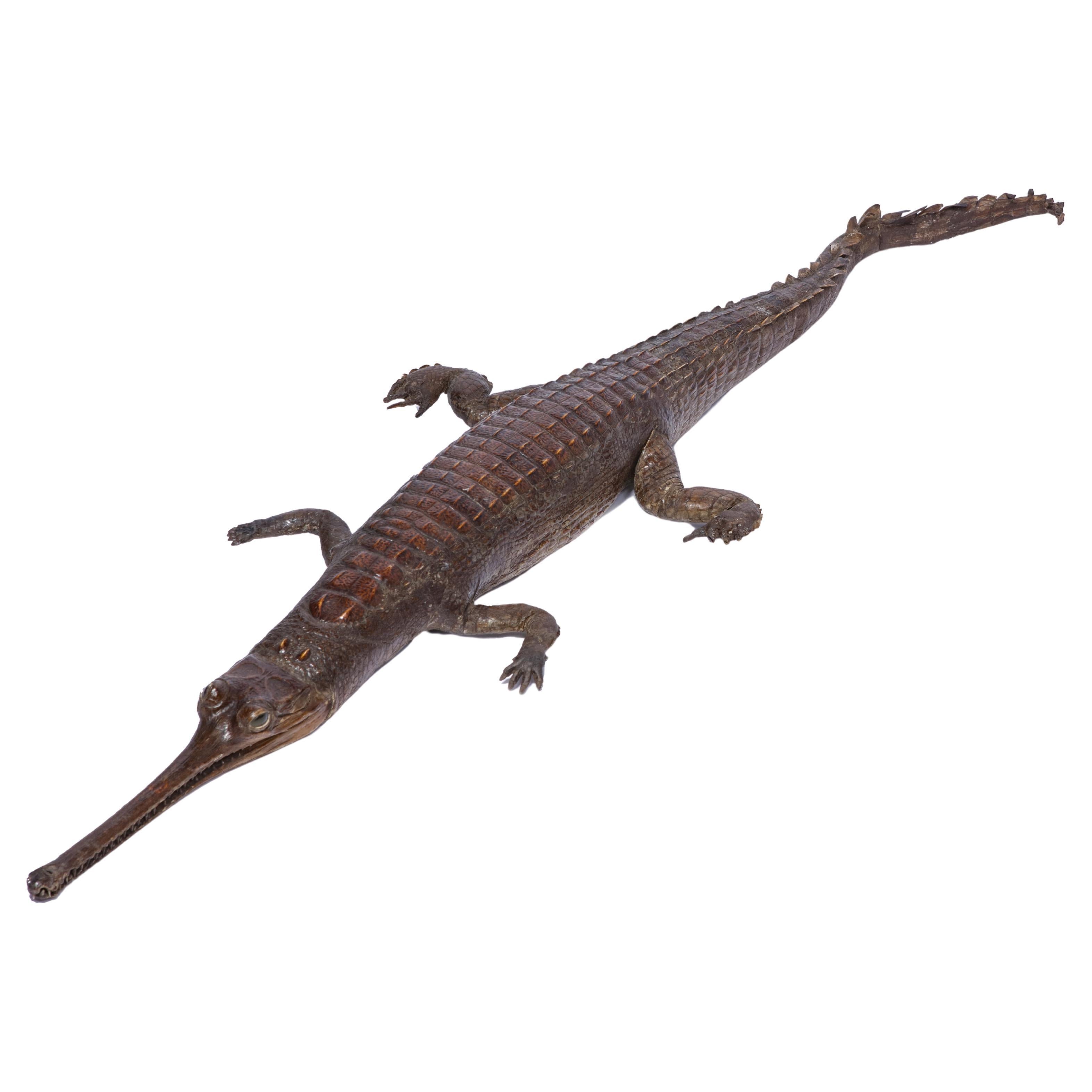 A charming Taxidermy Gharial (Gavialis Gangeticus) For Sale