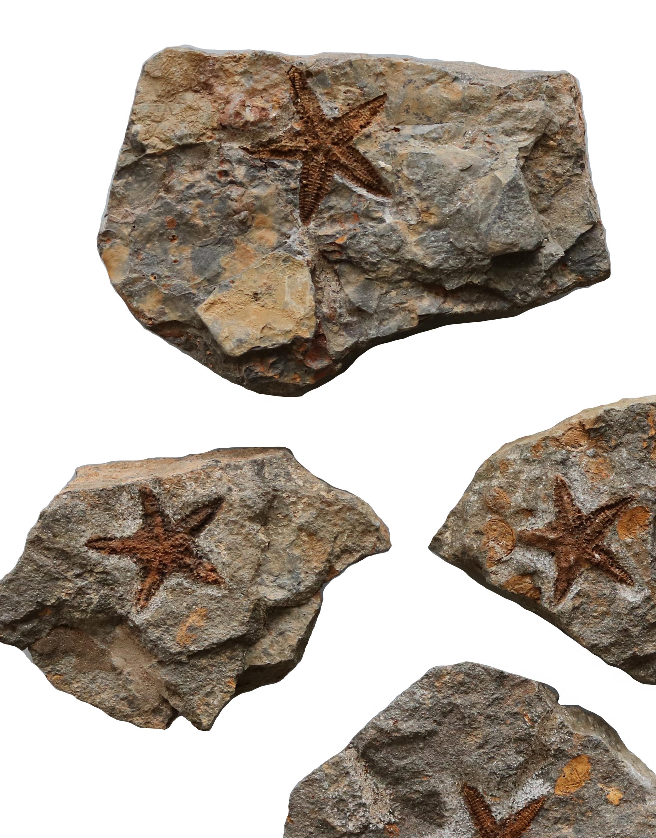A set of 6 fossilized starfish of different sizes - a equitiste collection to display on a table - wall-mounted or incased.