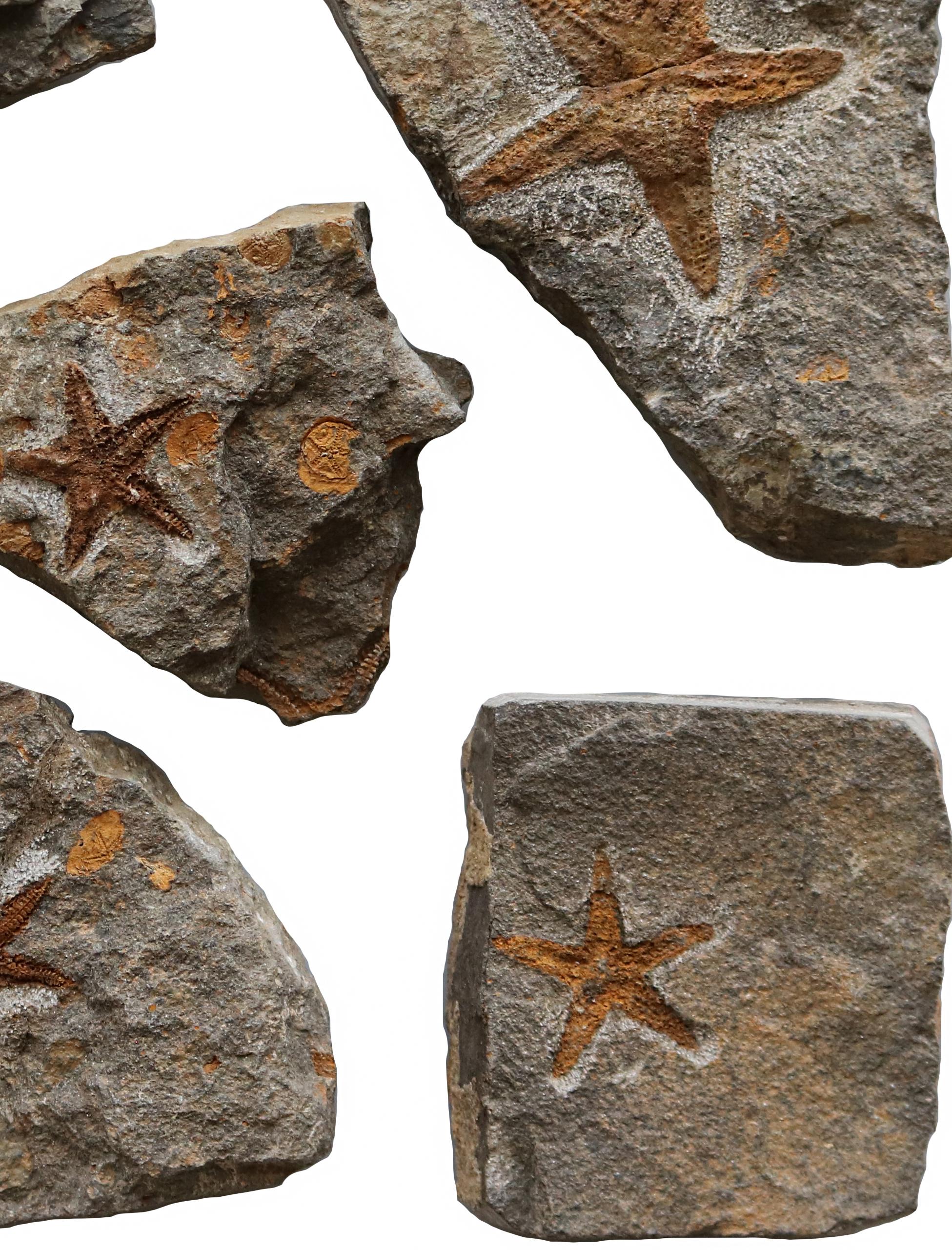 starfish fossils for sale