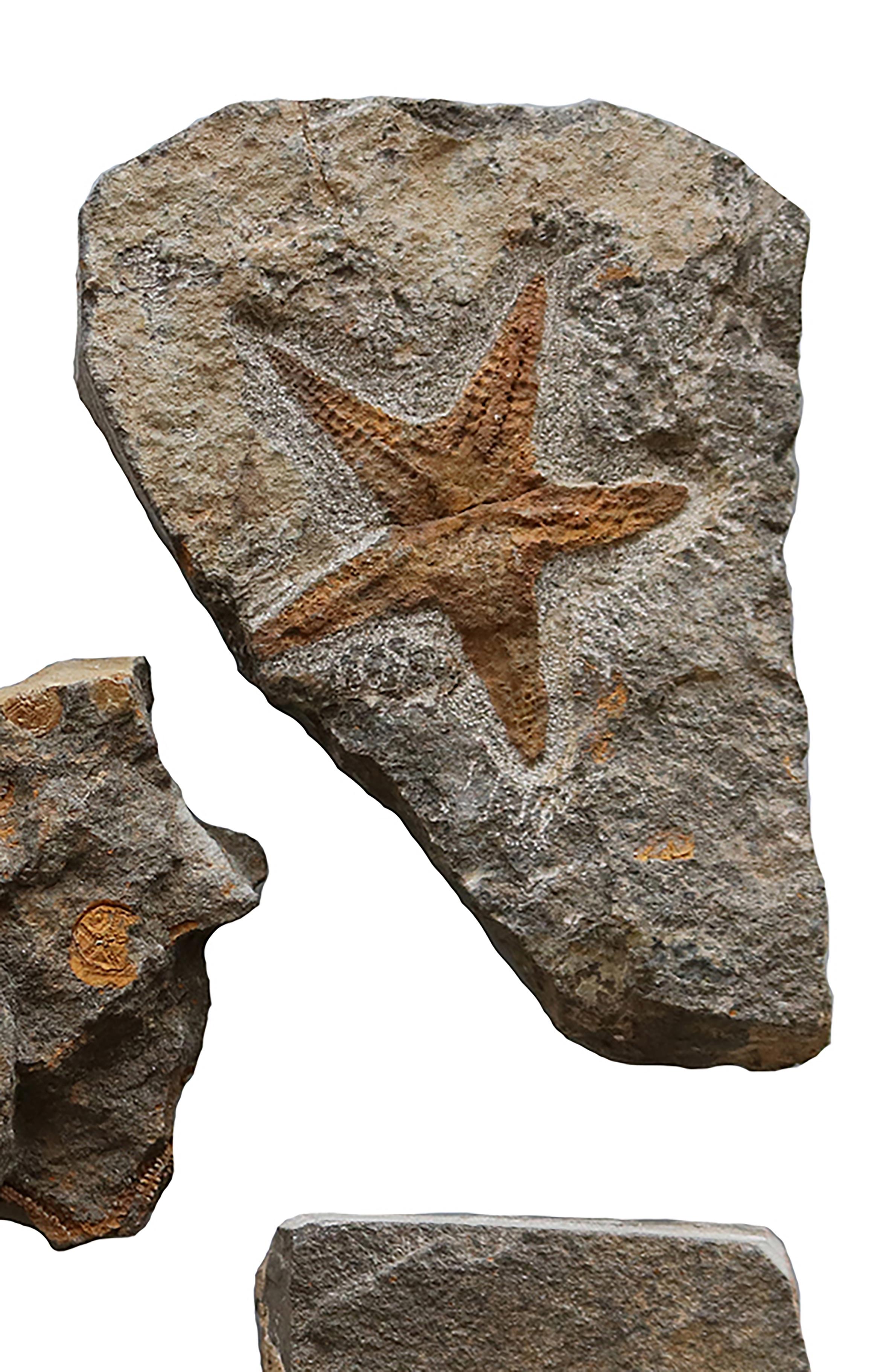 Cluster of six Starfish Fossils In Good Condition In Oxfordshire, GB