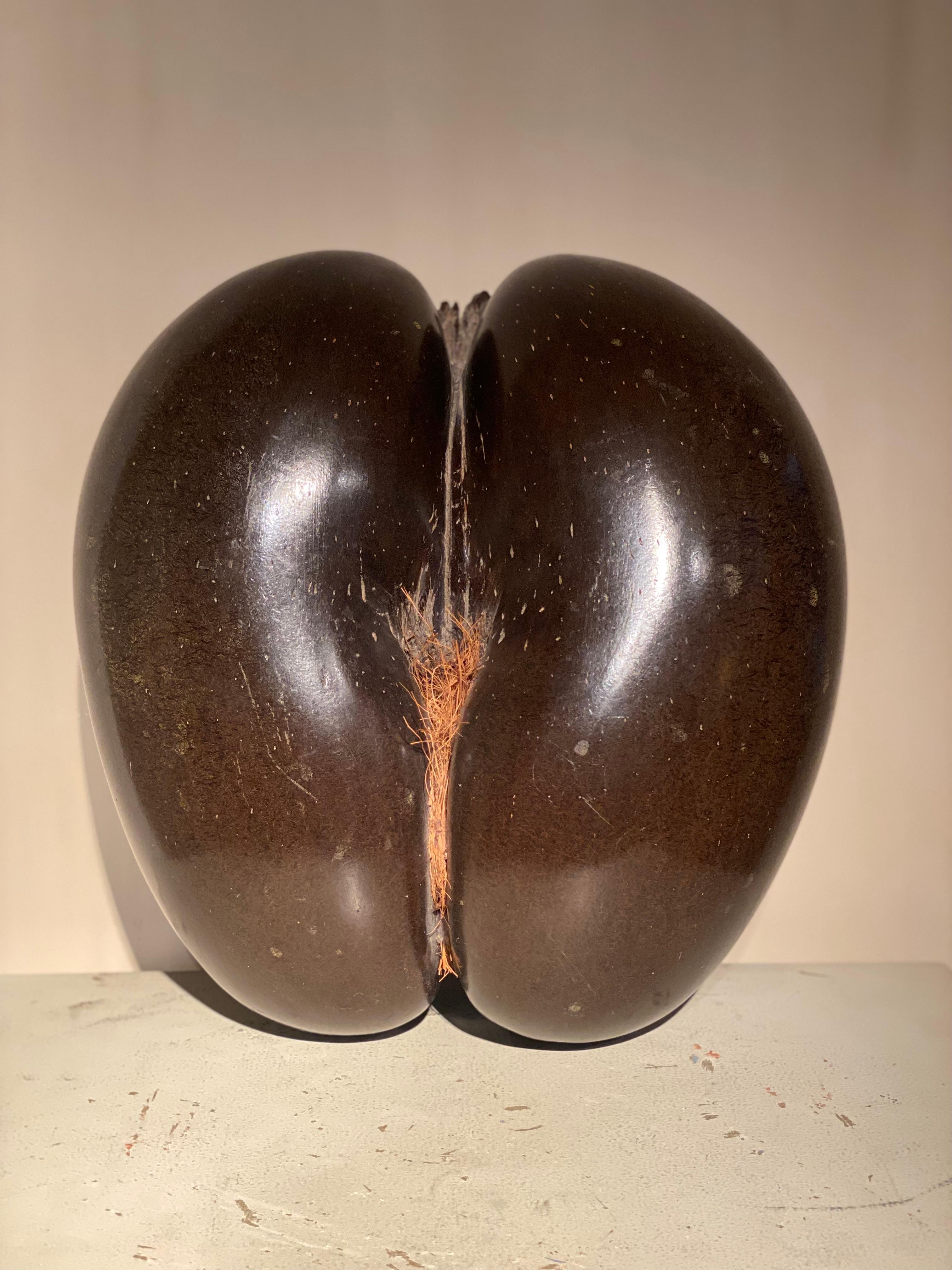 An exceptional Coco de Mer or Coco-Fesses from Africa,
Seychelles Island ,from the island of Pralin,
beautiful color and patina of the Coconut, great harmony in form and very equal in 2 parts,
a must have object in your Cabinet de Curiosites
