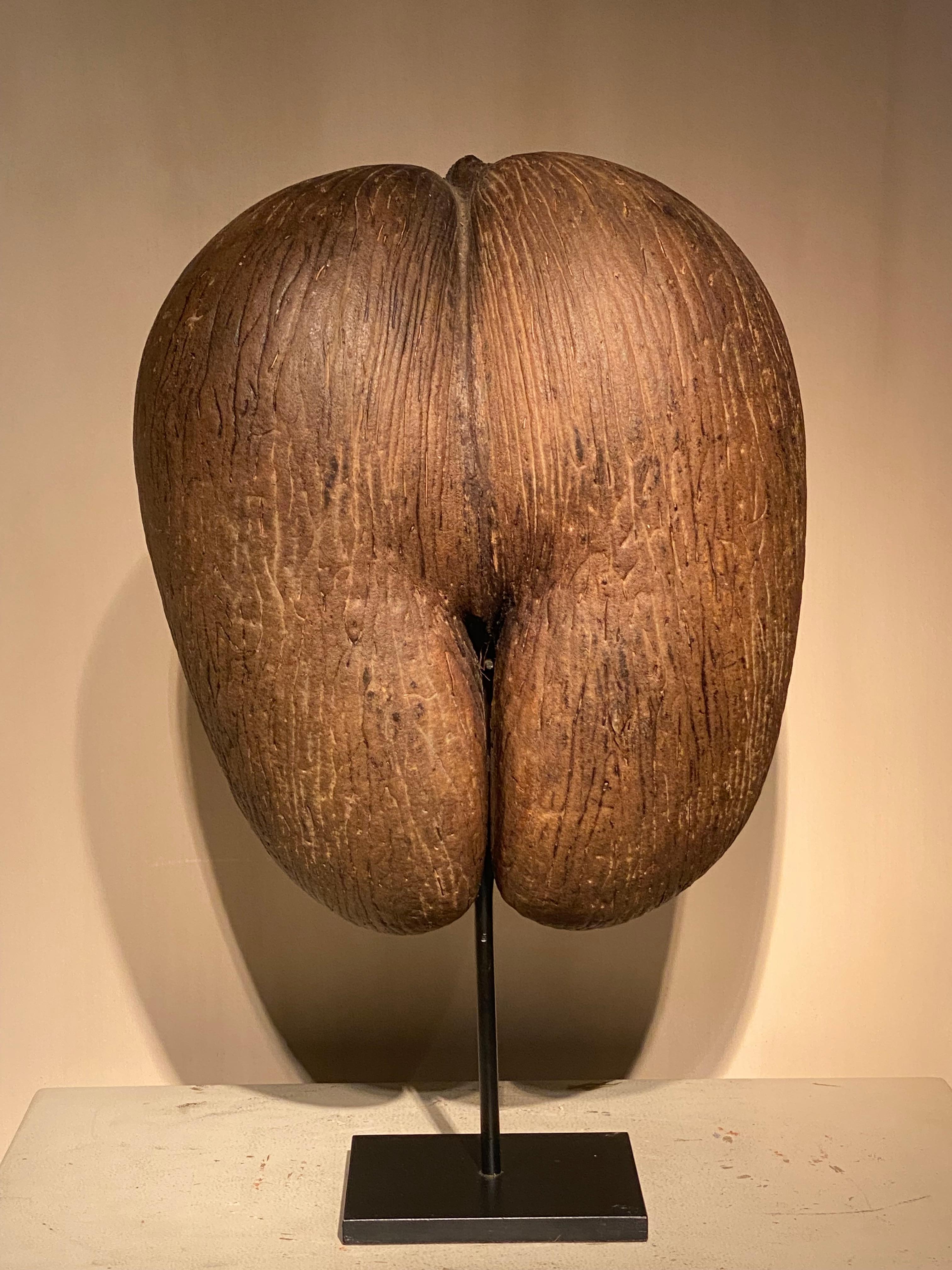 Precioso Coco de Mar, Cocco- Fesses de las Islas Seychelles, 
Con su forma icónica, este objeto no puede faltar en tu Gabinete de Curiosidades,
Gran color marrón medio cálido y buena armonía de las 2 partes,
montado sobre una base metálica
