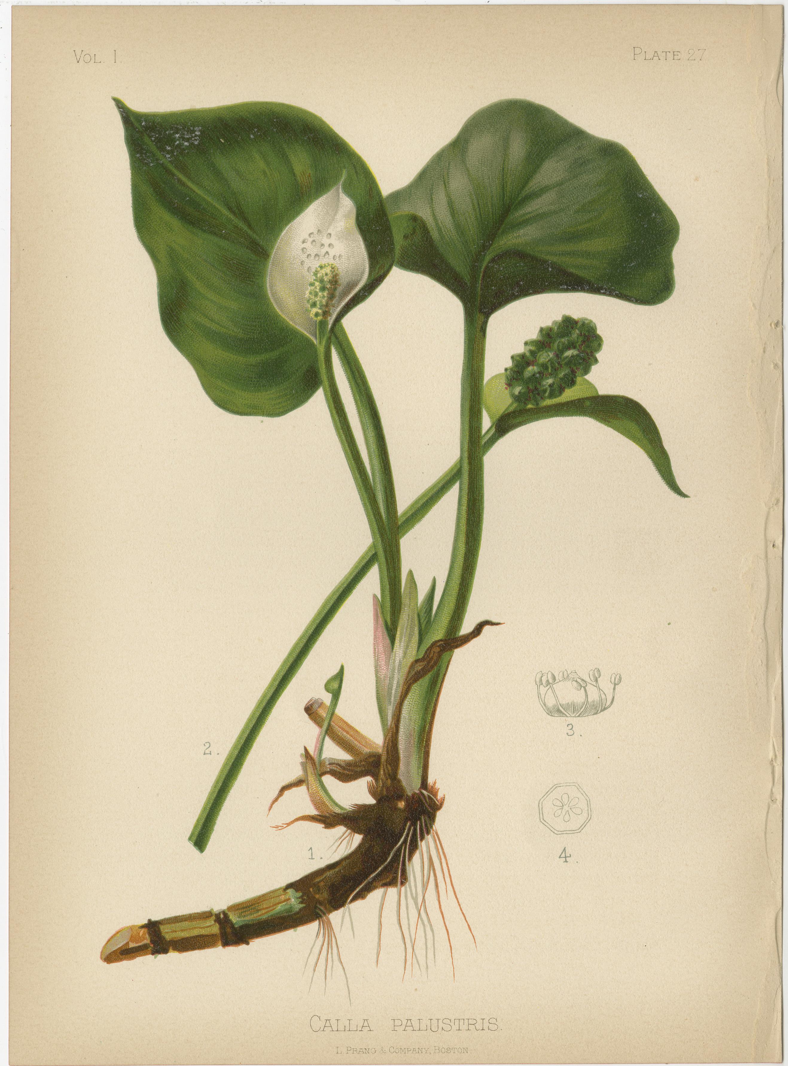 A collection of 10 Early Original Botanical Chromolithograps of the US, 1879 1