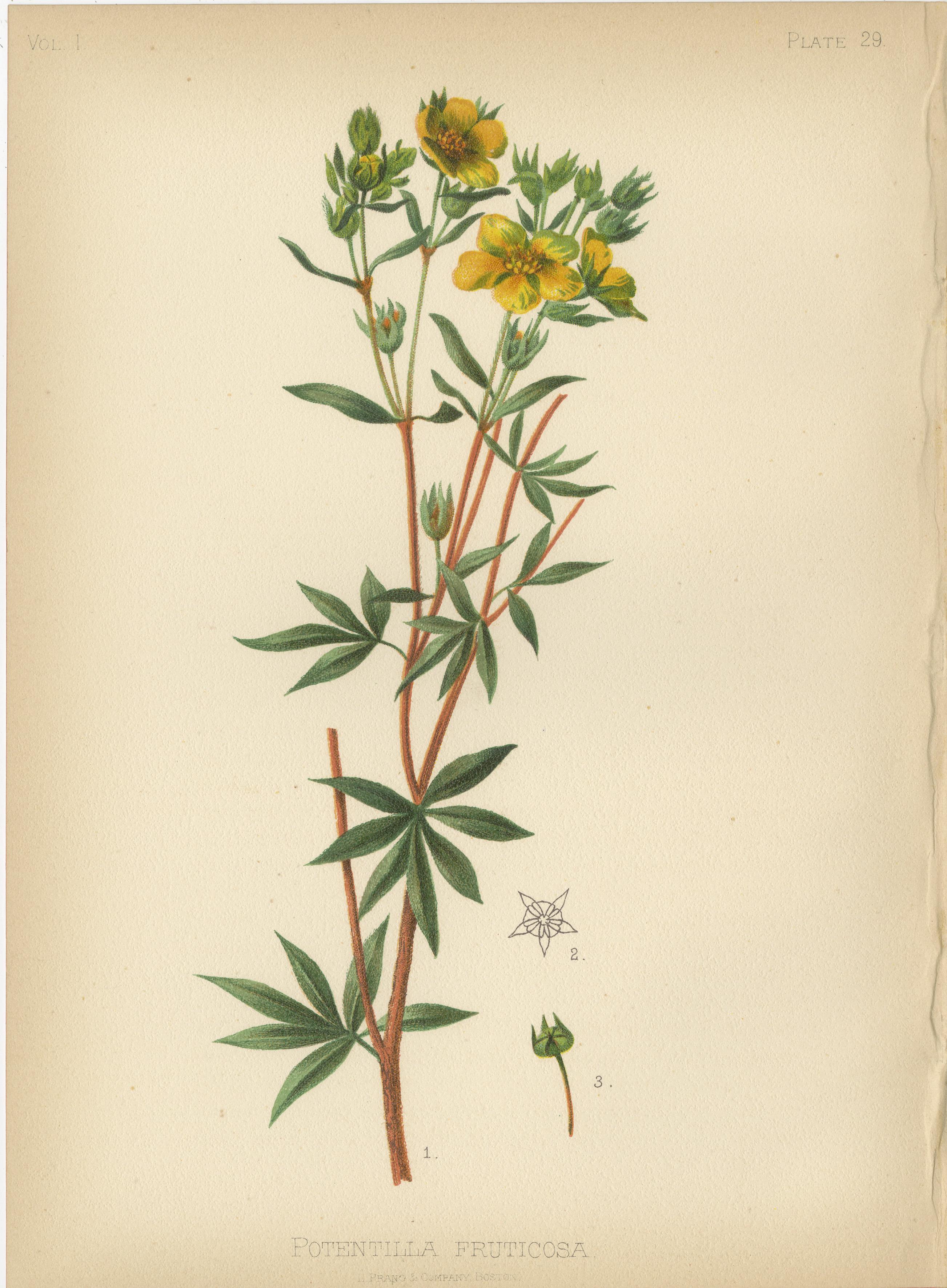 A collection of 10 Early Original Botanical Chromolithograps of the US, 1879 3