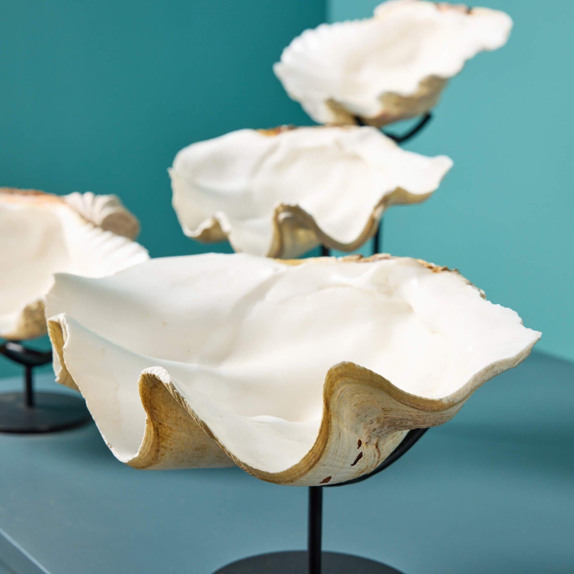 20th Century Collection of Large Specimen Clam Shells For Sale