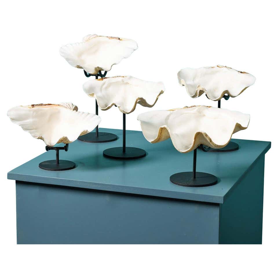 South Pacific Natural Giant Clam Shell Specimen at 1stDibs | giant clam ...