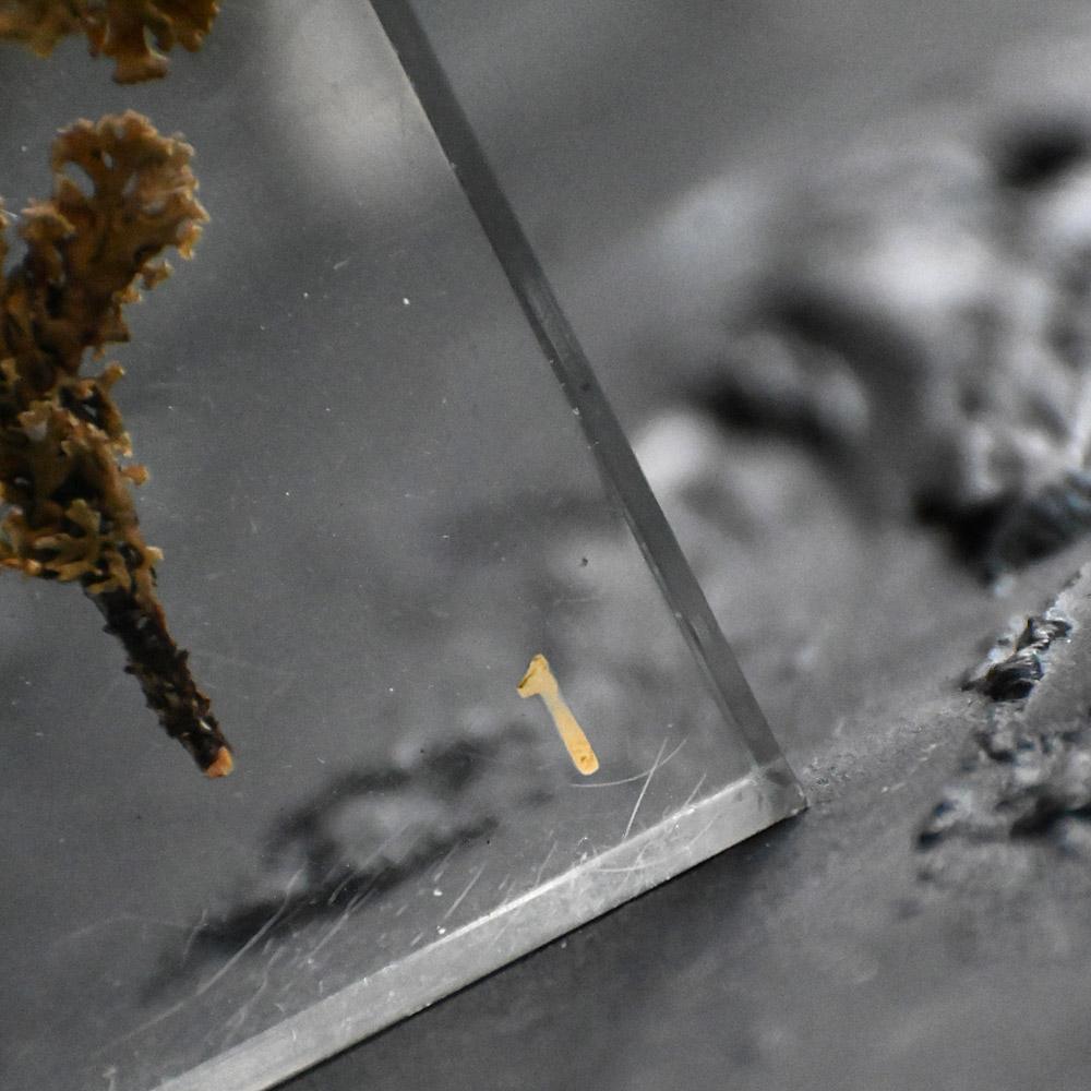 A collection of mid-20th century teaching aid resin encased water plants im Angebot 3