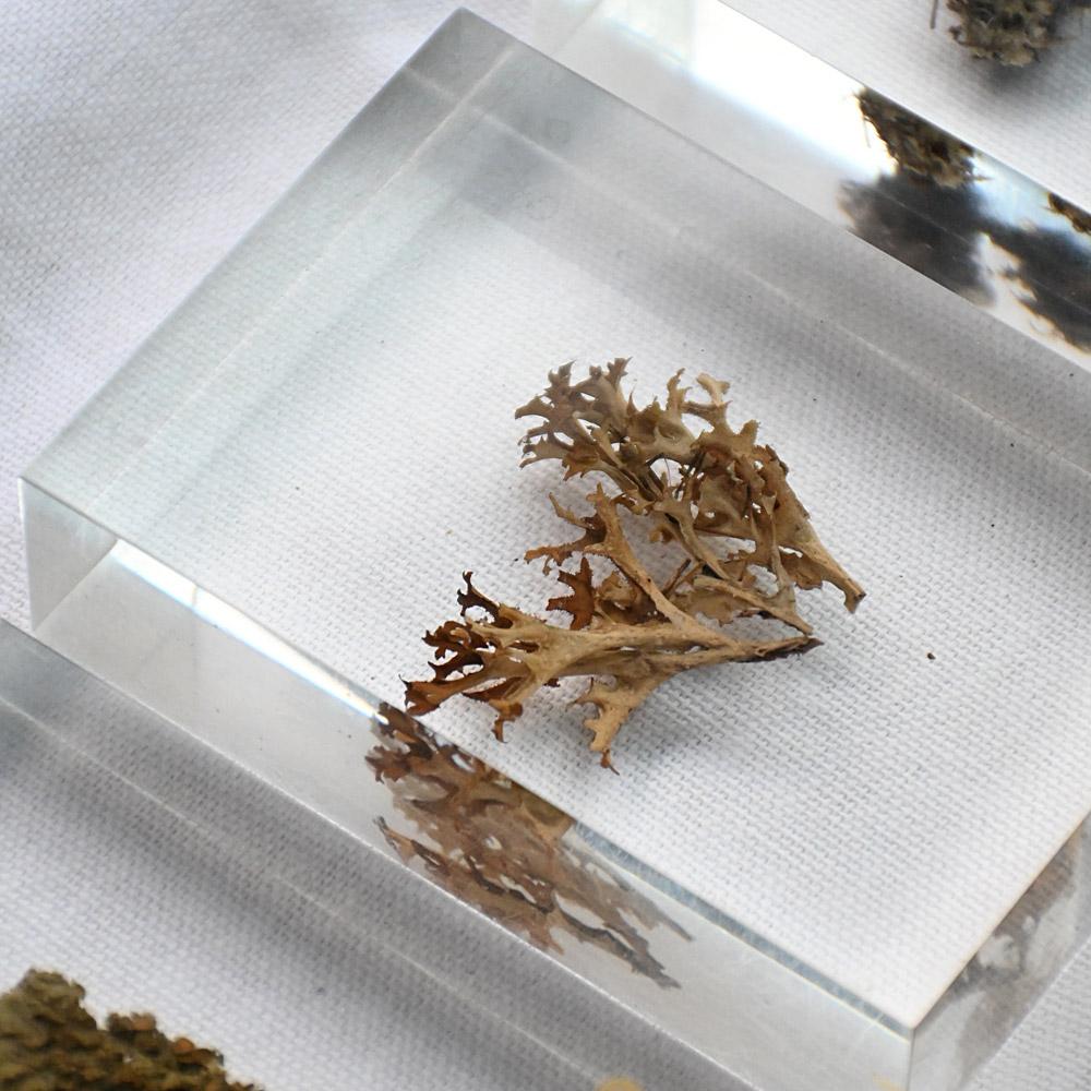 A collection of mid-20th century teaching aid resin encased water plants im Angebot 4