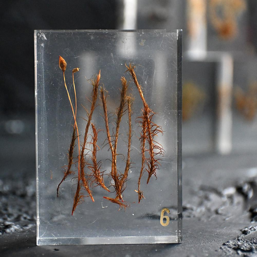 A collection of mid-20th century teaching aid resin encased water plants im Angebot 5