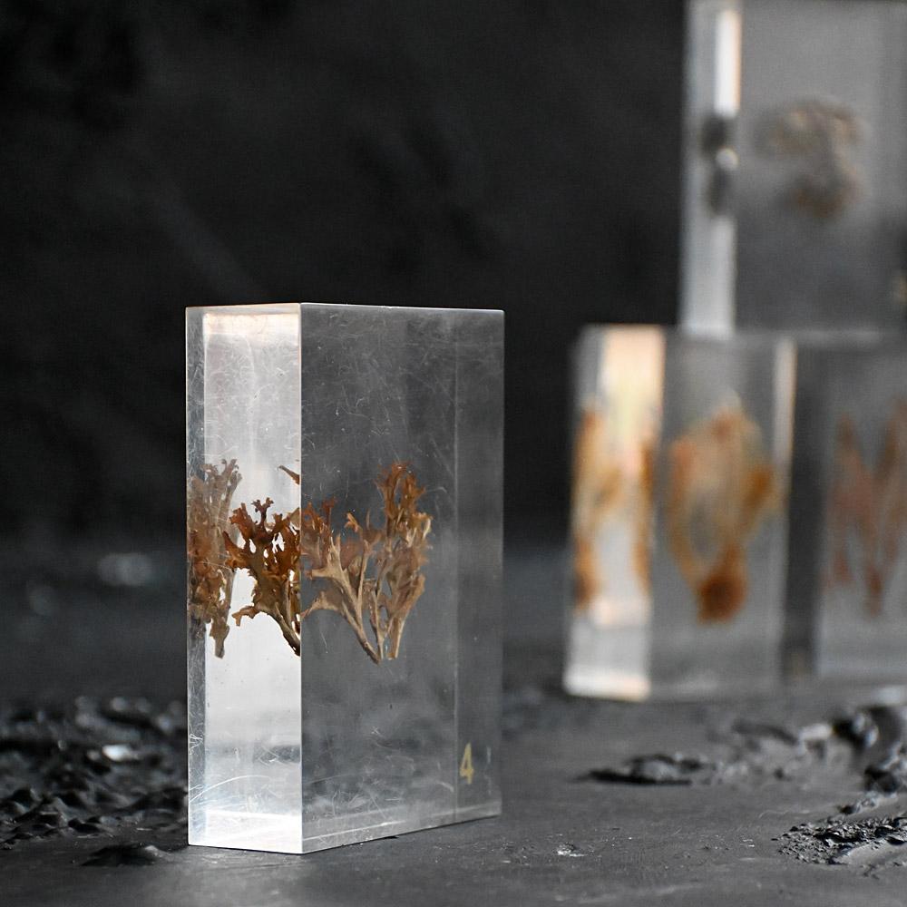 A collection of mid-20th century teaching aid resin encased water plants im Angebot 6