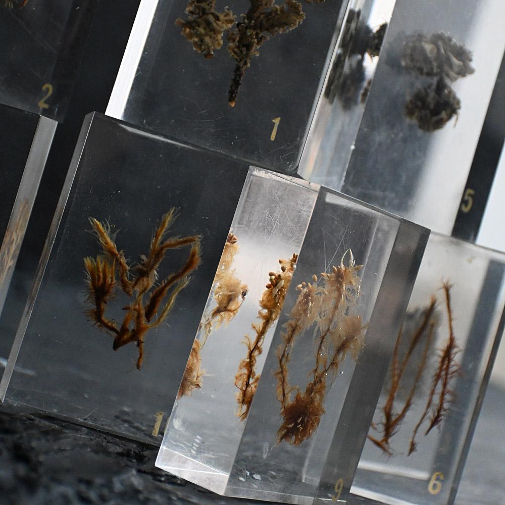 A collection of mid-20th century teaching aid resin encased water plants im Angebot 7