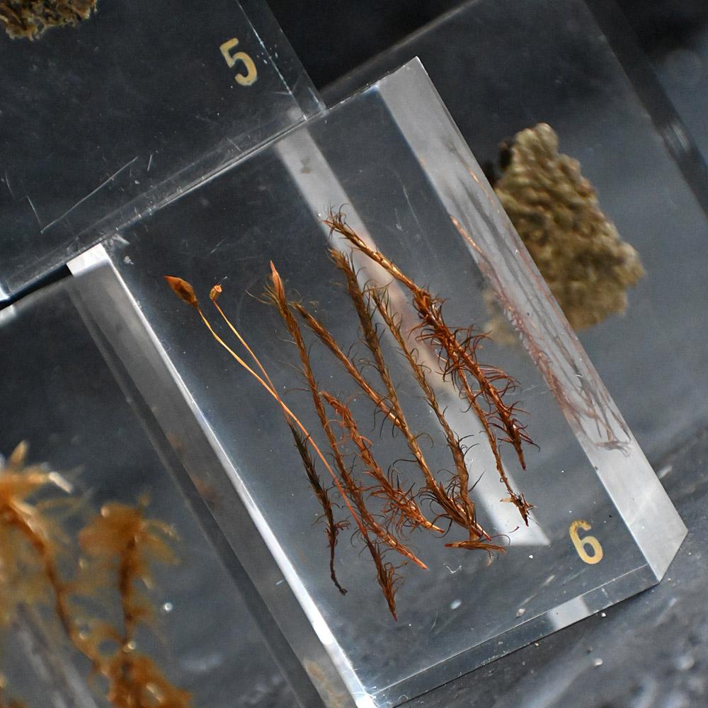 A collection of mid-20th century teaching aid resin encased water plants im Angebot 8