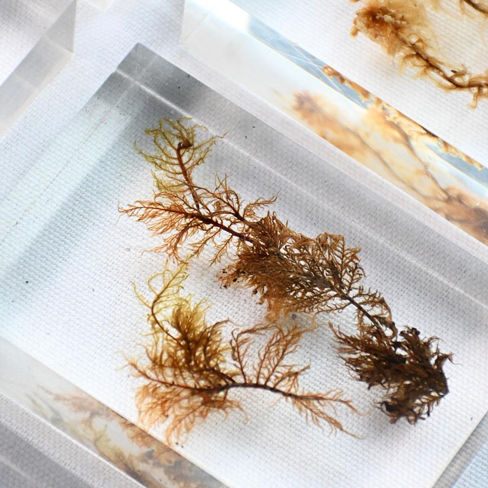 A collection of mid-20th century teaching aid resin encased water plants im Angebot 9