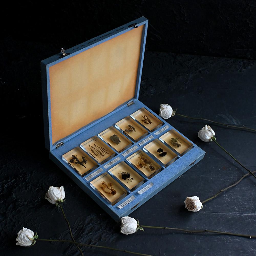 A collection of mid-20th century teaching aid resin encased water plants 
Dimensions in inches: H 4” x W 2.5” x D 1” 
Age: Mid-20th century 
Origin: Unknown
Condition: Fair
Overview
An encased set of ten mid-20th century teaching aid river plant