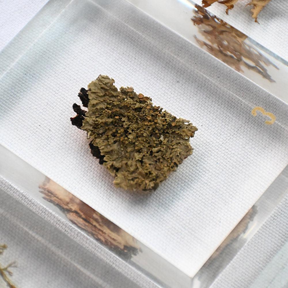 A collection of mid-20th century teaching aid resin encased water plants (Moderne der Mitte des Jahrhunderts) im Angebot